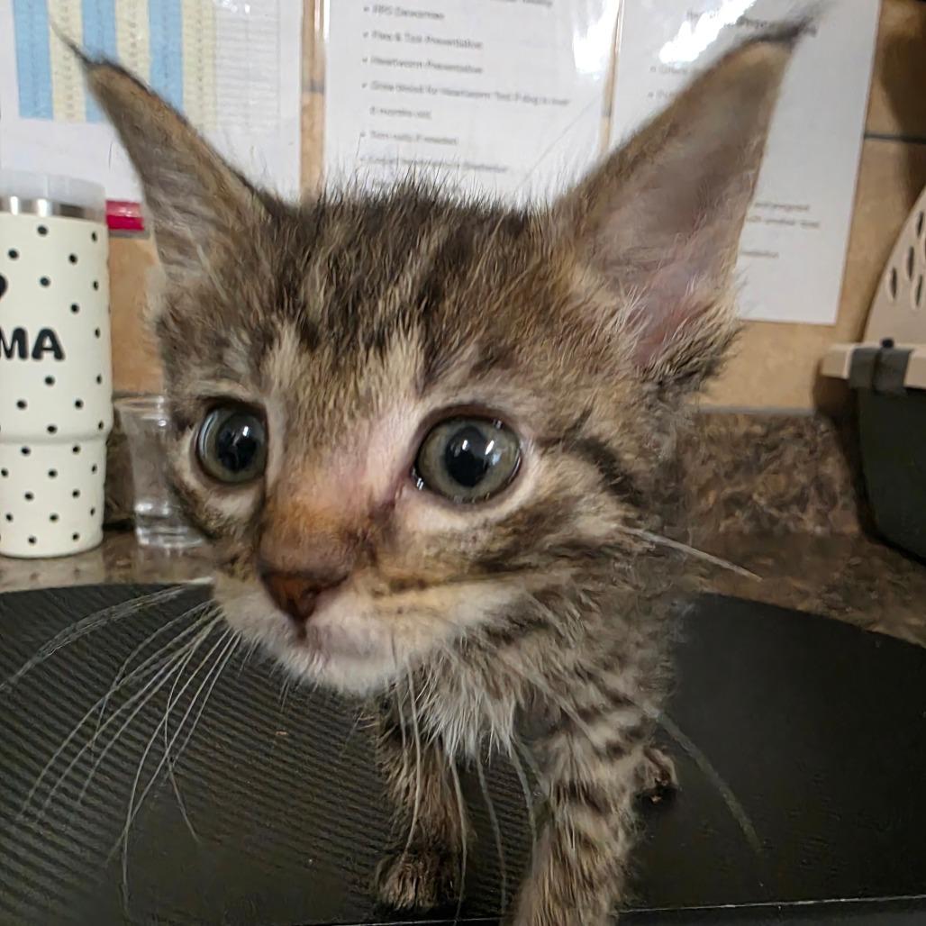 Enlarge Clefable, a Adoptable Domestic Short Hair in Eureka Springs, AR image 1/1