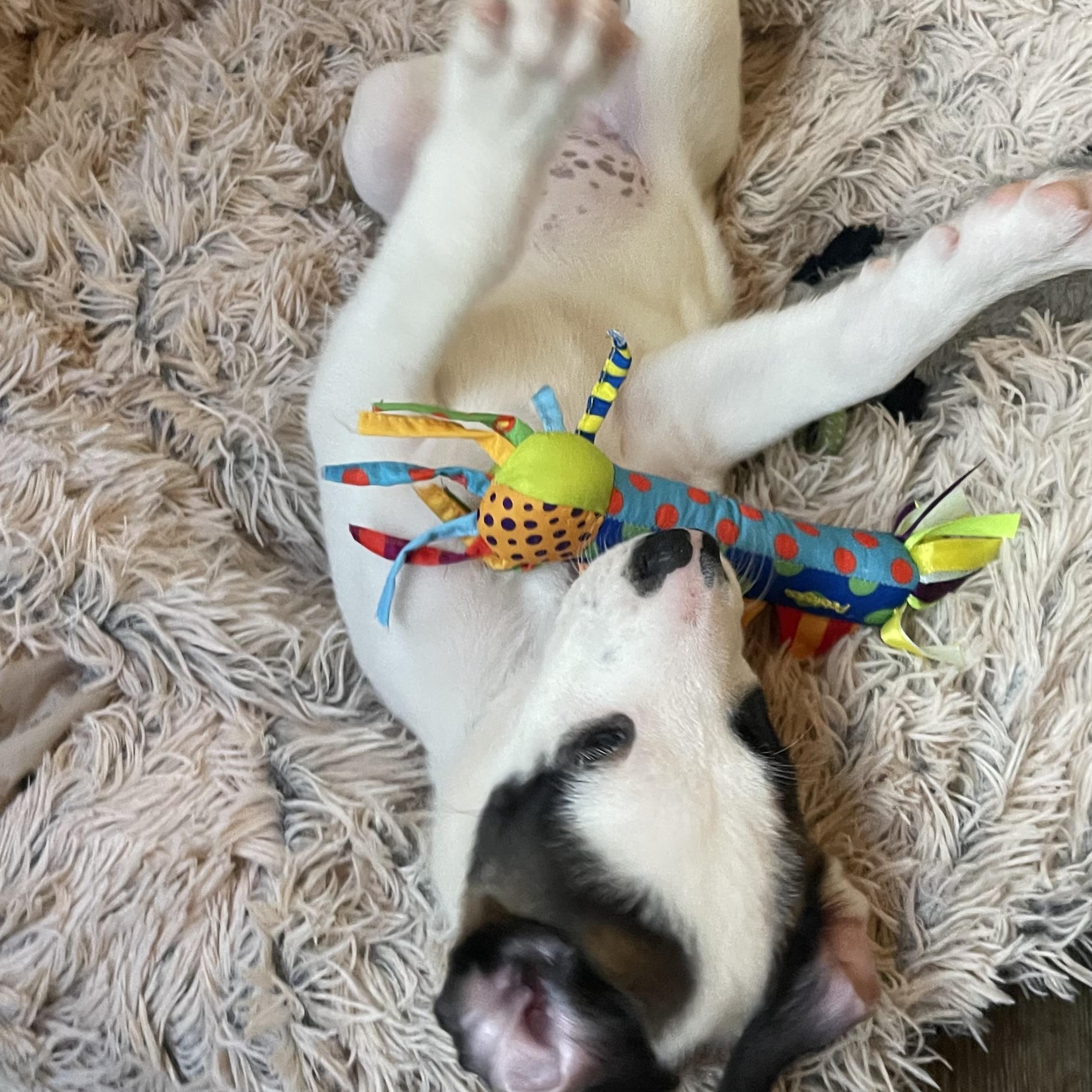 Enlarge Tuba, an adopted mixed breed in Houston, TX image 6/6