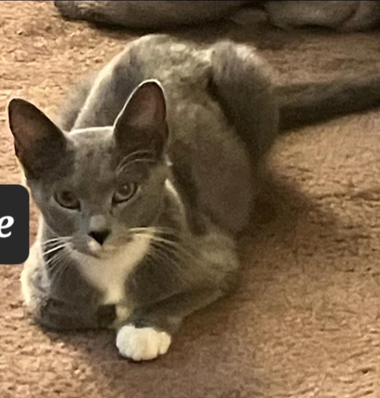 Jasmine - Freedom Farm, Adopted, Young Female Russian Blue & Domestic Short Hair.
