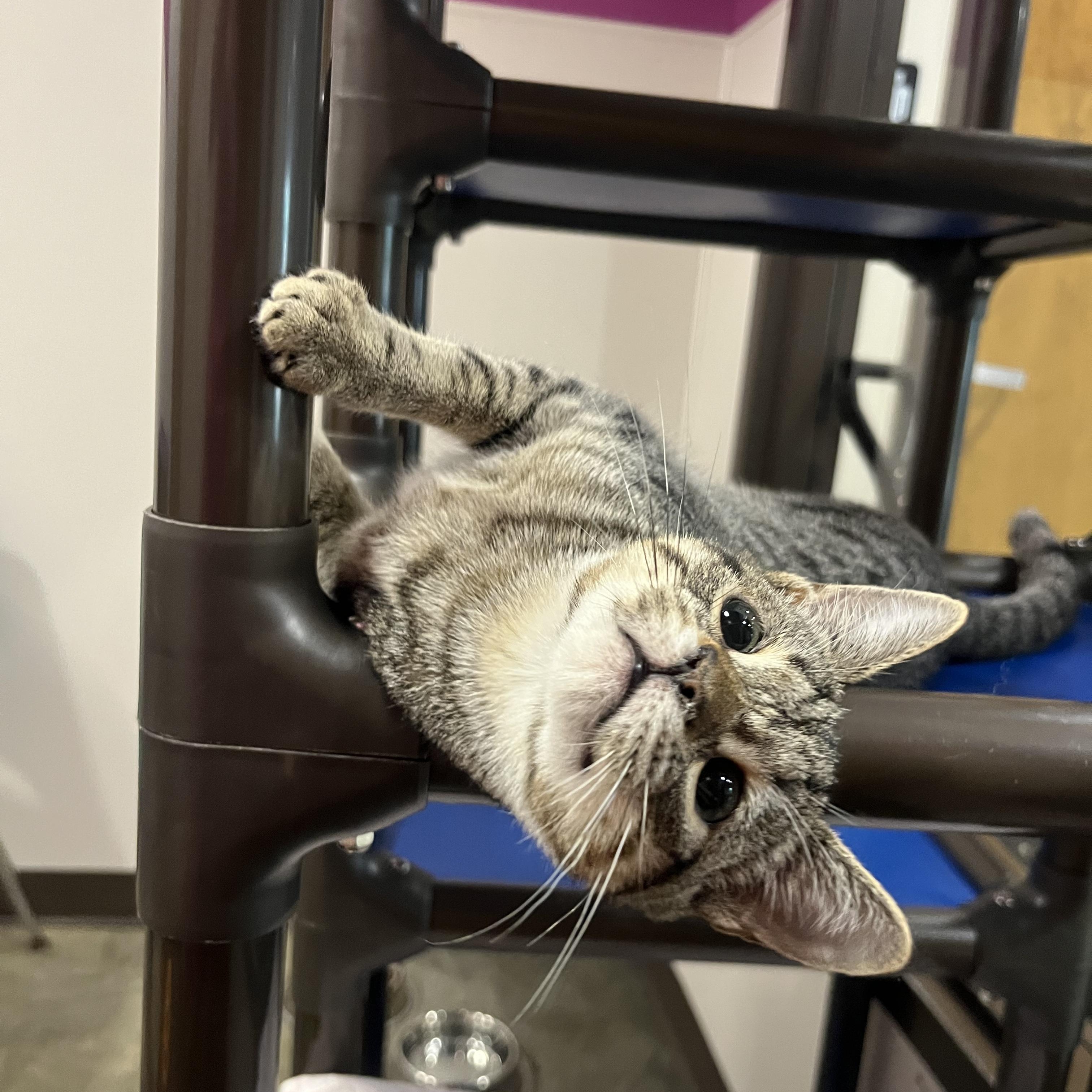Pepper, a ADOPTABLE Domestic Short Hair in Salisbury, NC image 4/5