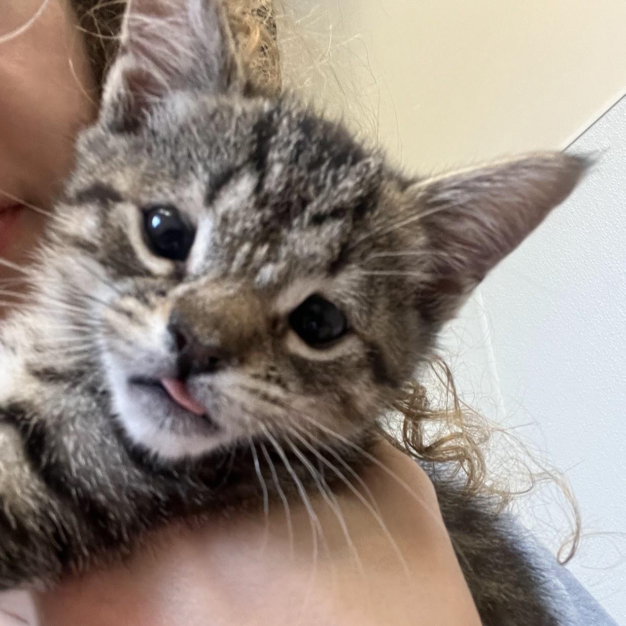 Enlarge Pepper, a ADOPTABLE Domestic Short Hair in Salisbury, NC image 4/6