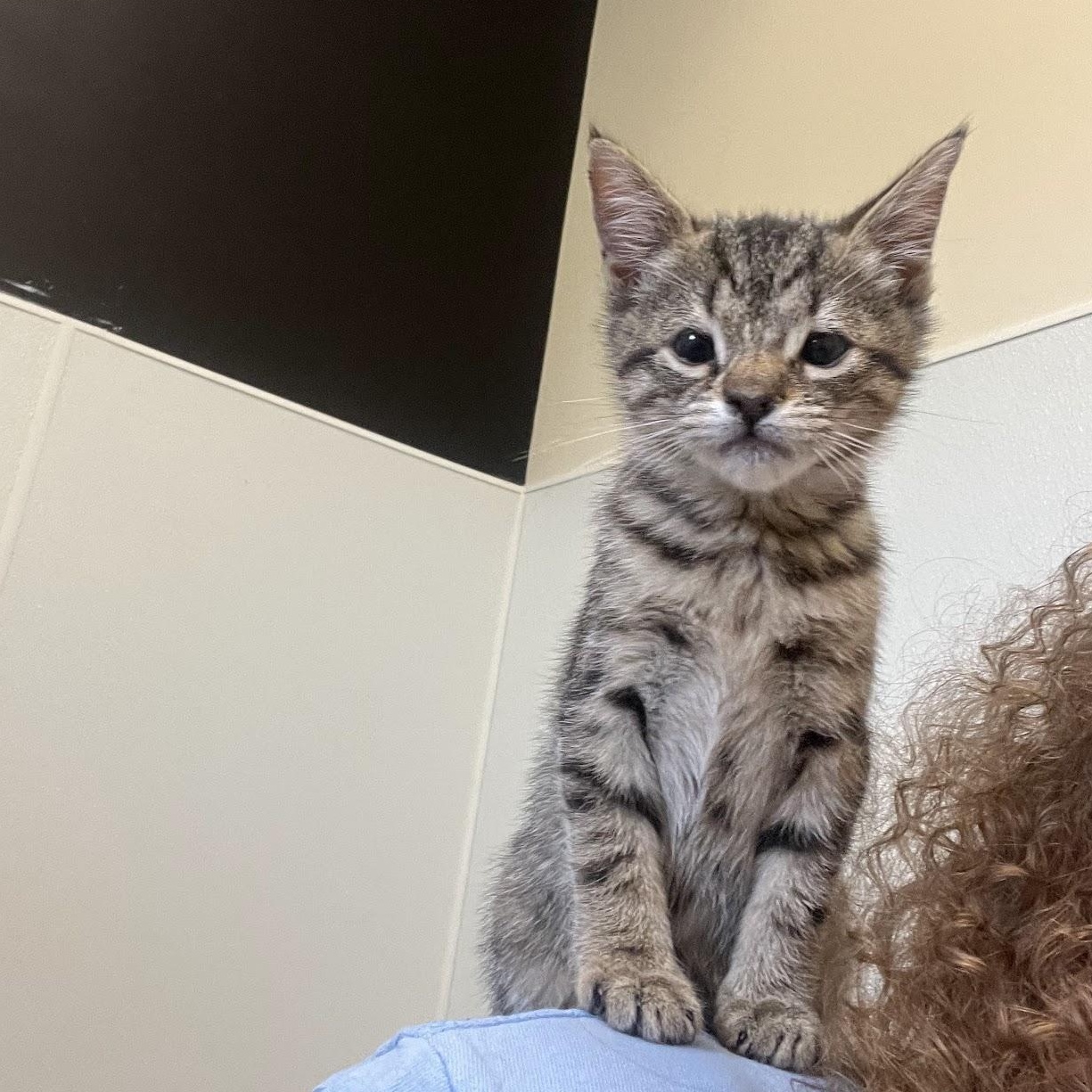 Enlarge Pepper, a ADOPTABLE Domestic Short Hair in Salisbury, NC image 2/6