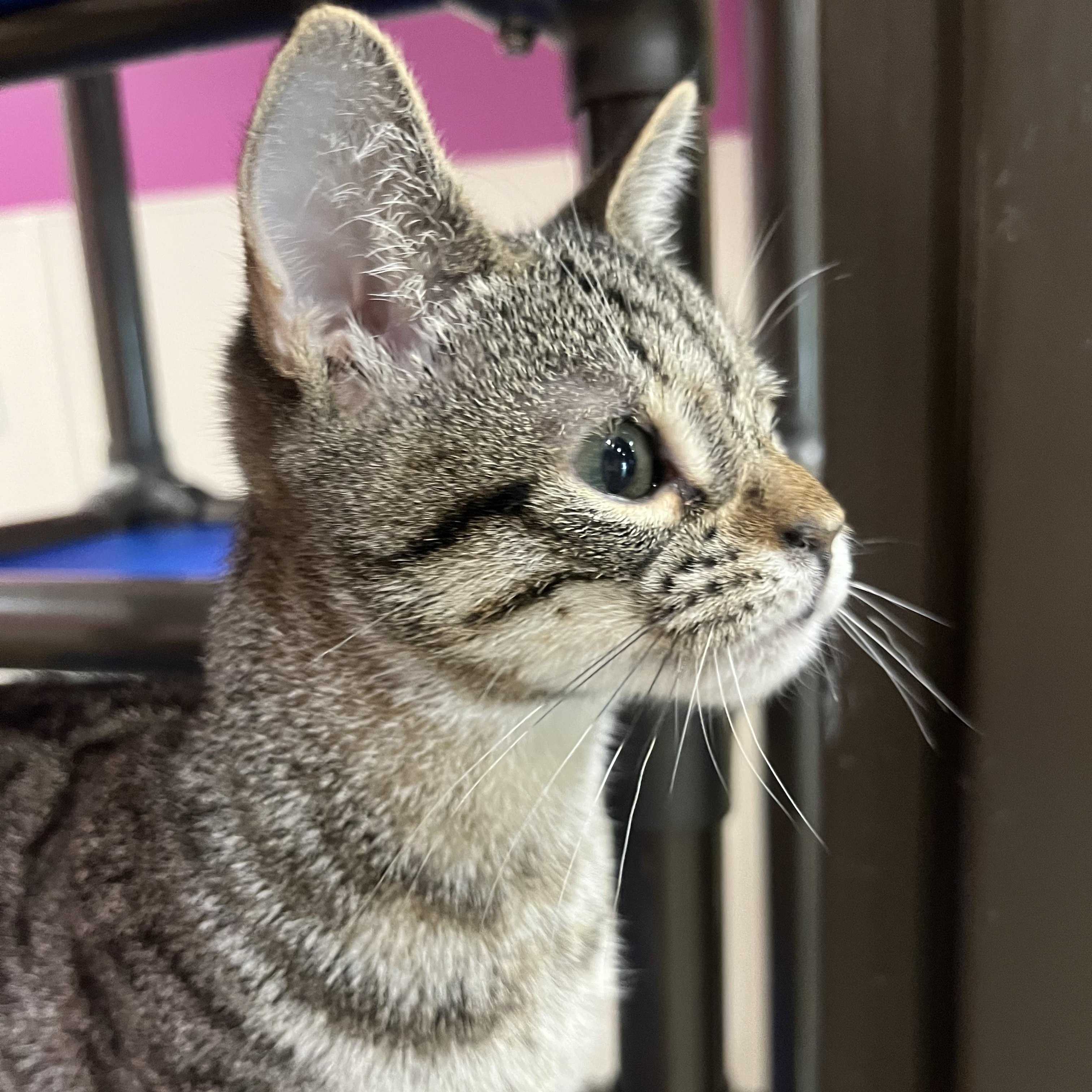 Pepper, a ADOPTABLE Domestic Short Hair in Salisbury, NC image 3/5