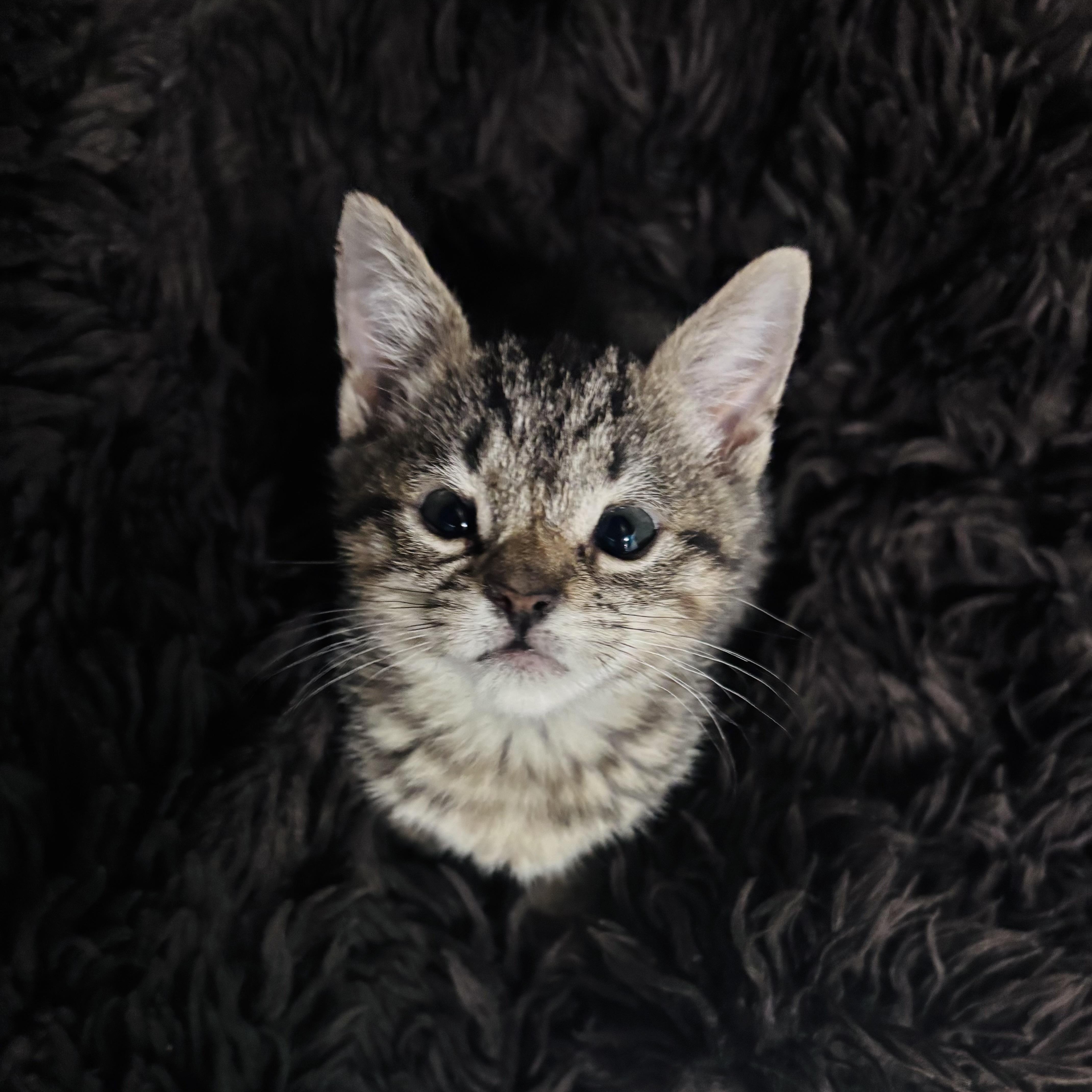 Pepper, ADOPTABLE, Kitten Female Domestic Short Hair.