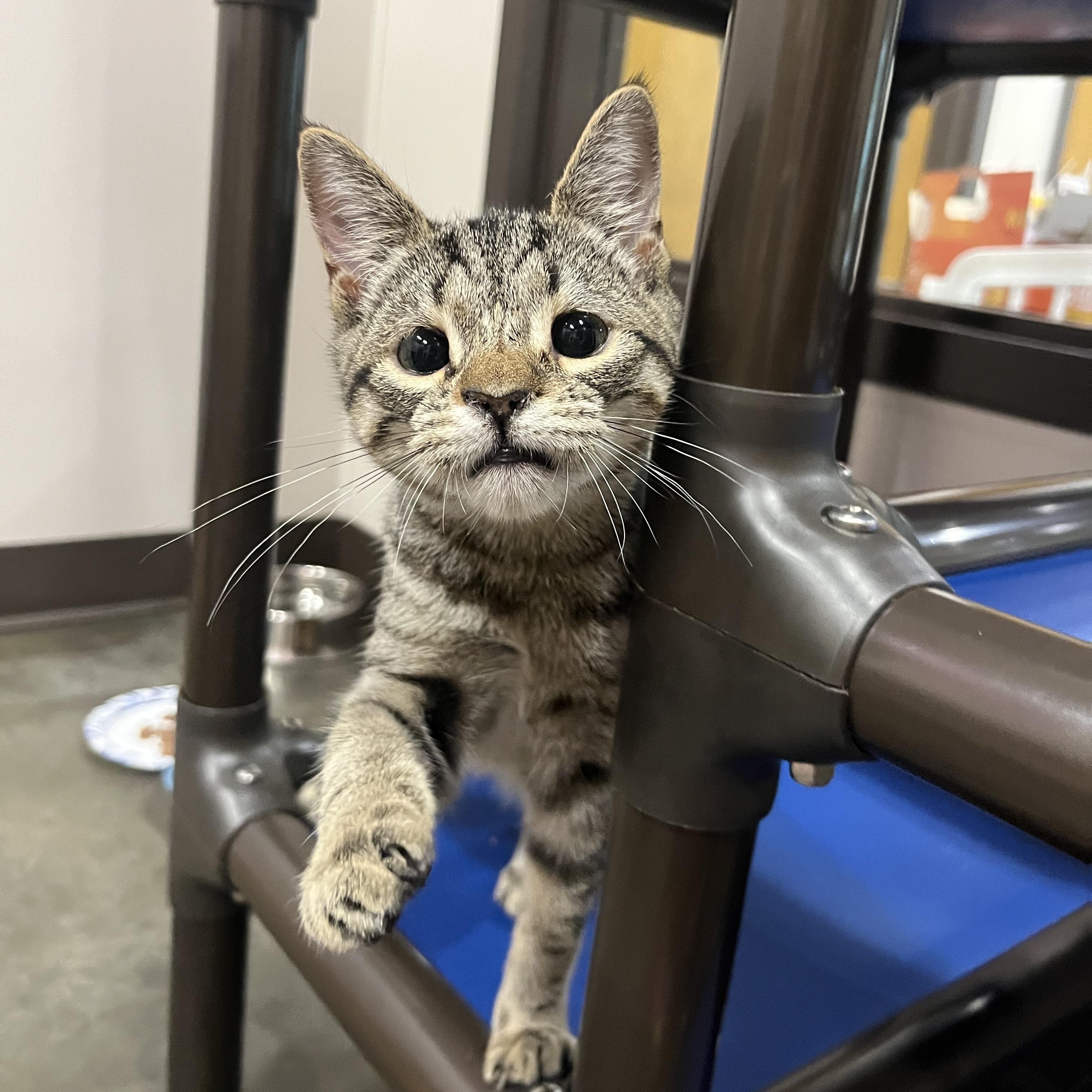 Pepper, ADOPTABLE, Kitten Female Domestic Short Hair.
