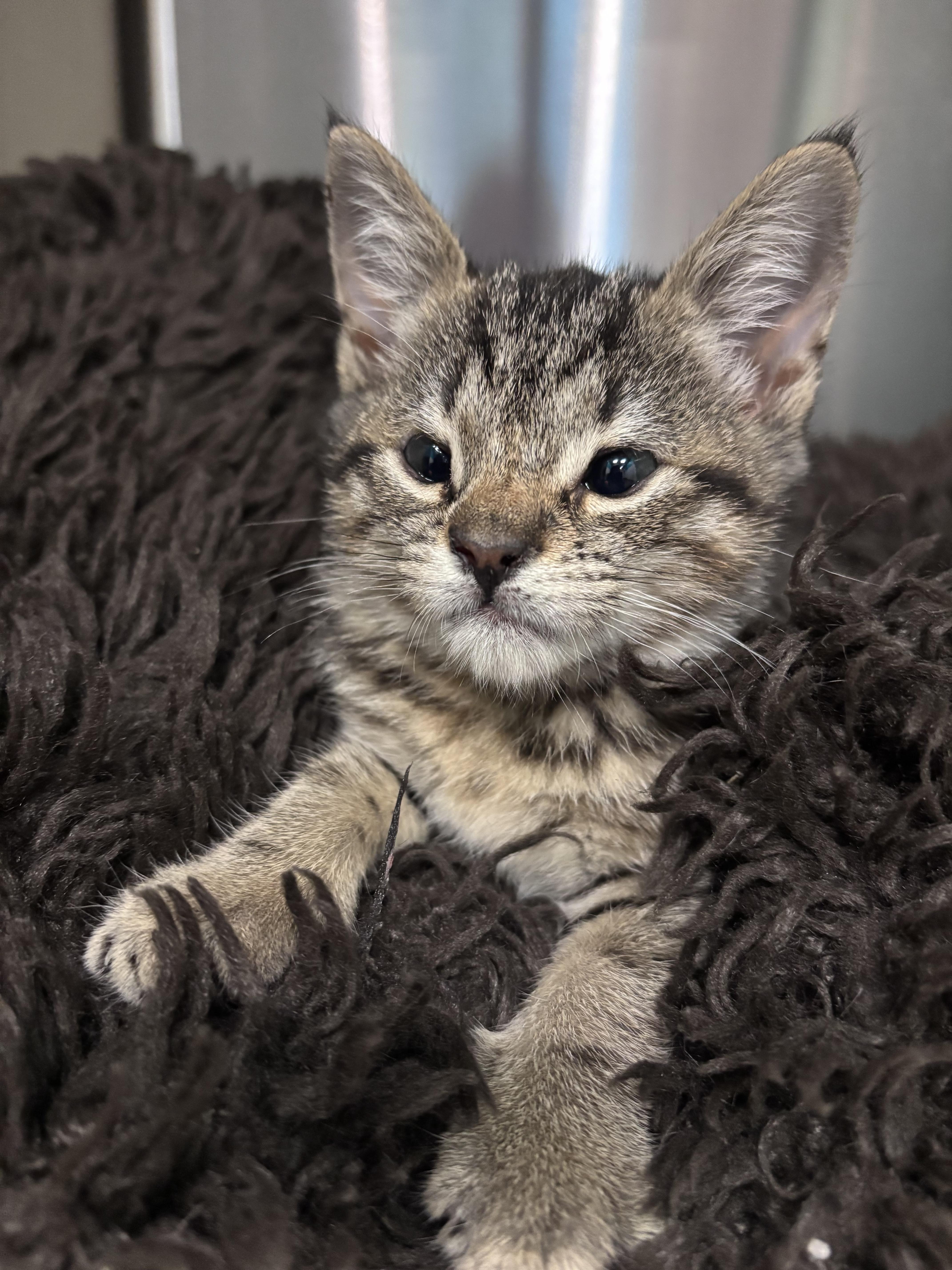 Enlarge Pepper, a ADOPTABLE Domestic Short Hair in Salisbury, NC image 6/6