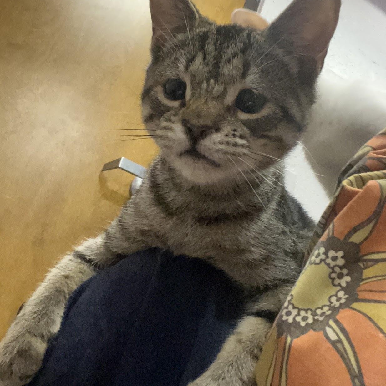 Pepper, a ADOPTABLE Domestic Short Hair in Salisbury, NC image 5/5