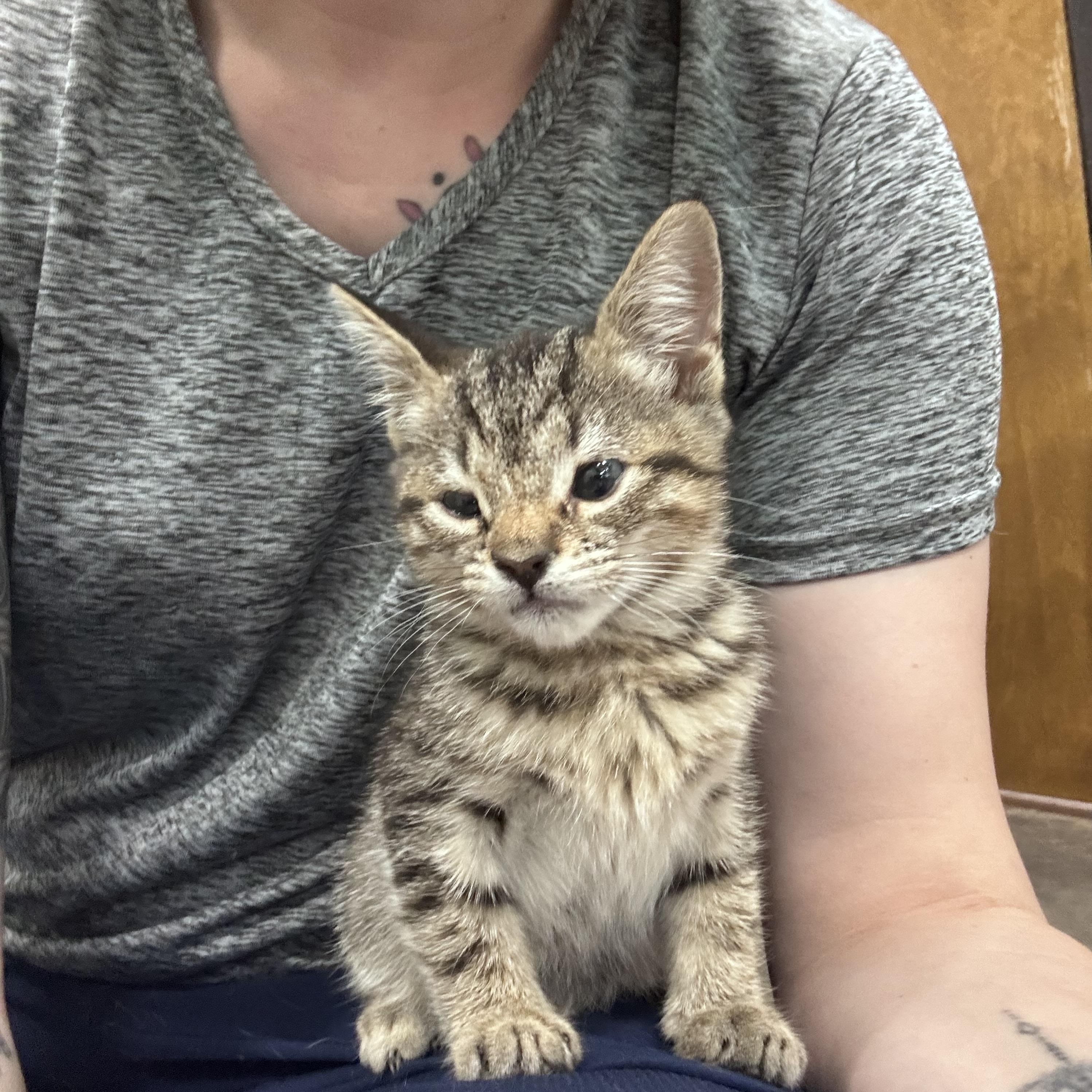 Enlarge Pepper, a ADOPTABLE Domestic Short Hair in Salisbury, NC image 5/6