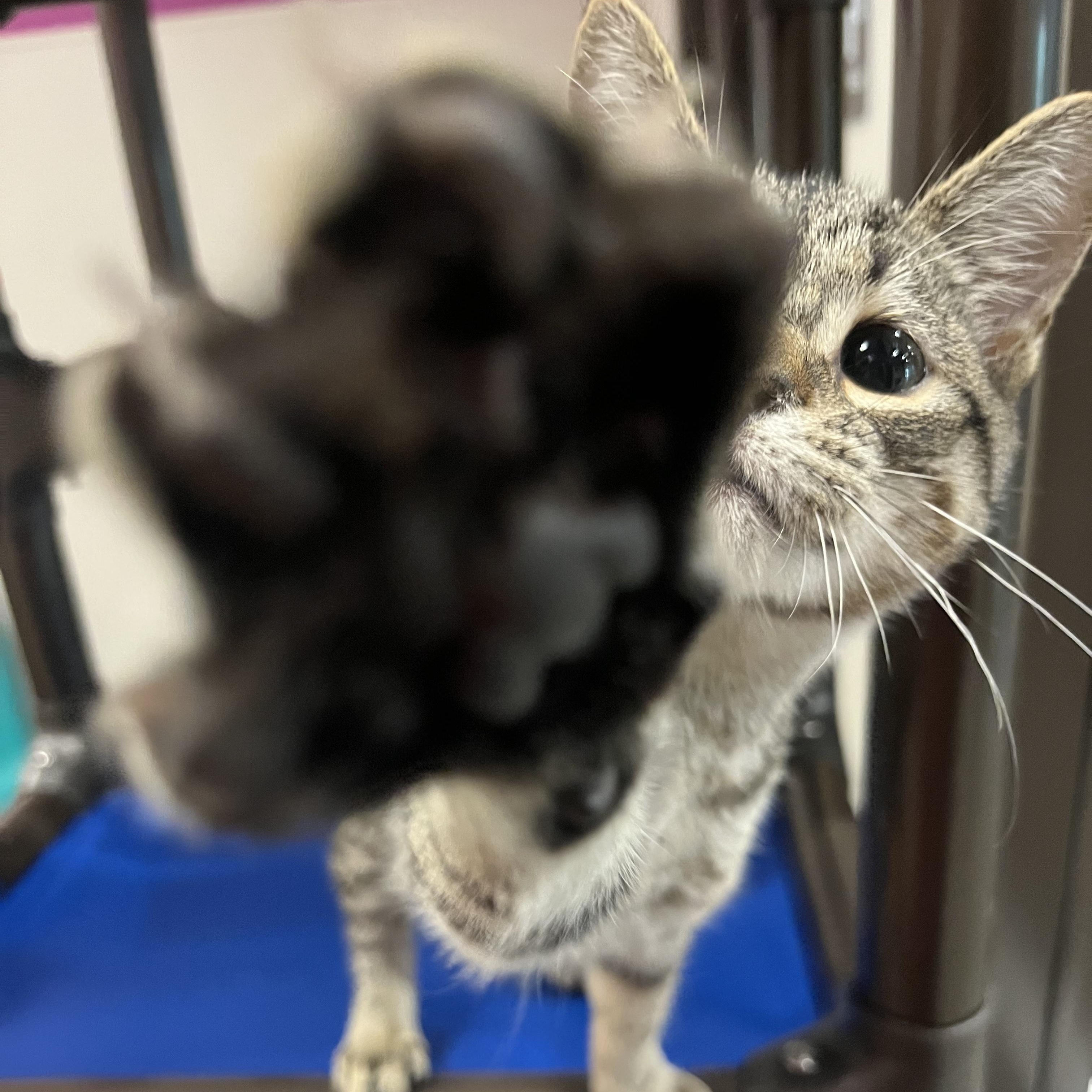 Pepper, a ADOPTABLE Domestic Short Hair in Salisbury, NC image 2/5