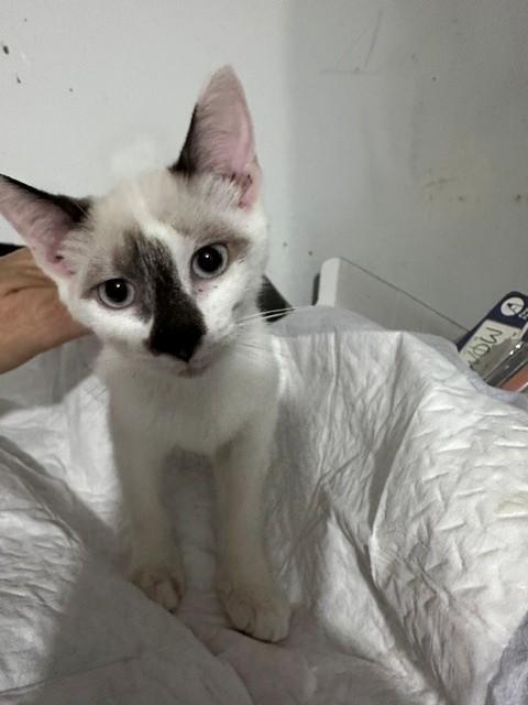 Enlarge Xenia, a Adoptable mixed breed in Albany, NY image 2/6