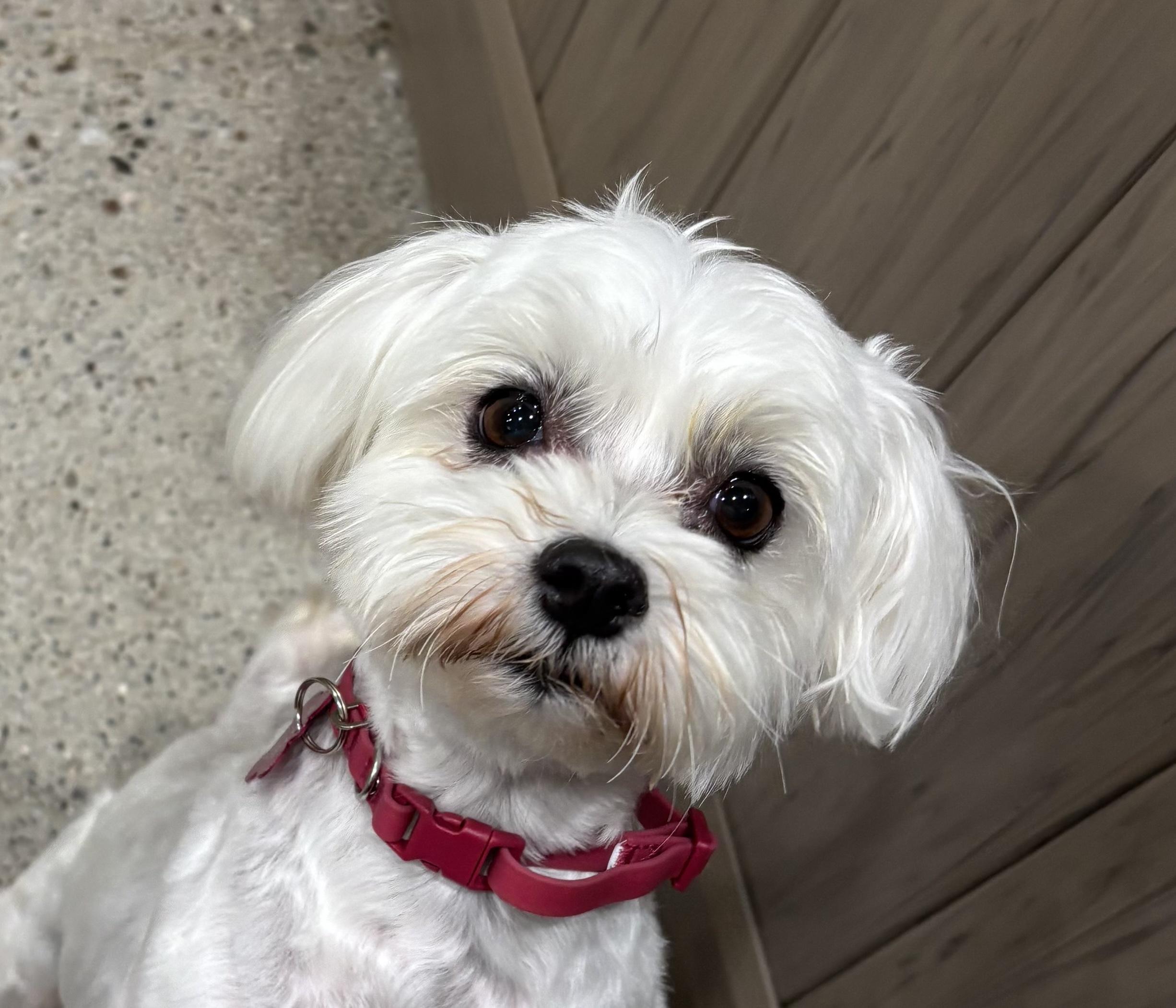 Enlarge Kiki Pepper, an adopted Maltese in Thousand Oaks, CA image 2/2