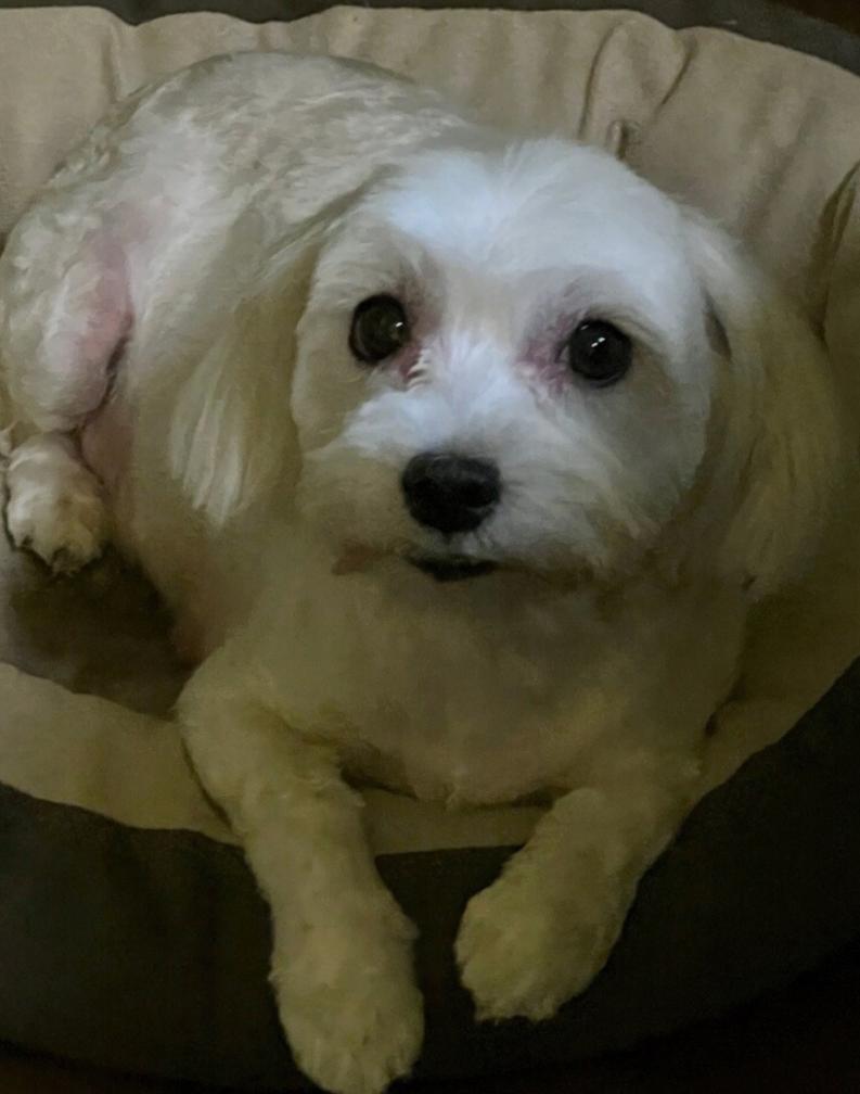 Enlarge Kiki Pepper, an adopted Maltese in Thousand Oaks, CA image 1/2