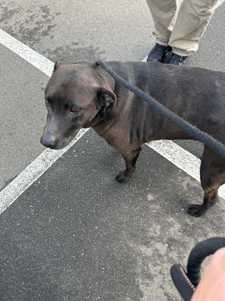 Enlarge Daisy, a Adoptable mixed breed in Oxford, NC image 1/1