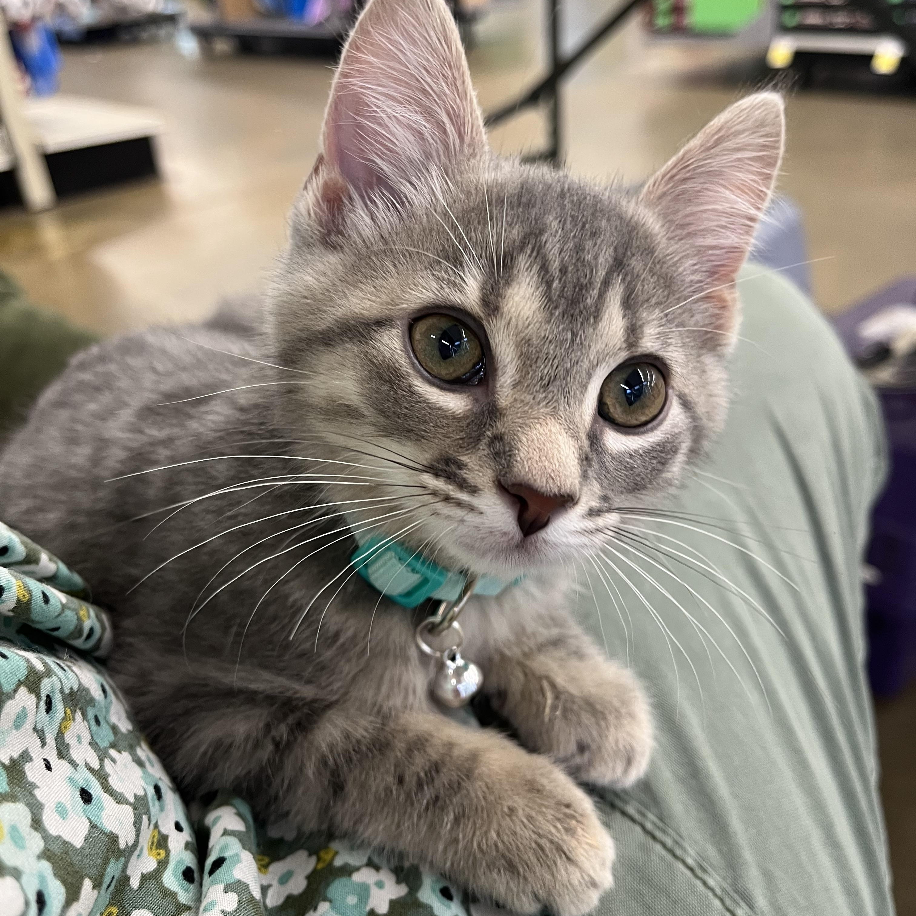 Jaegermeister, ADOPTABLE, Kitten Male Domestic Short Hair.