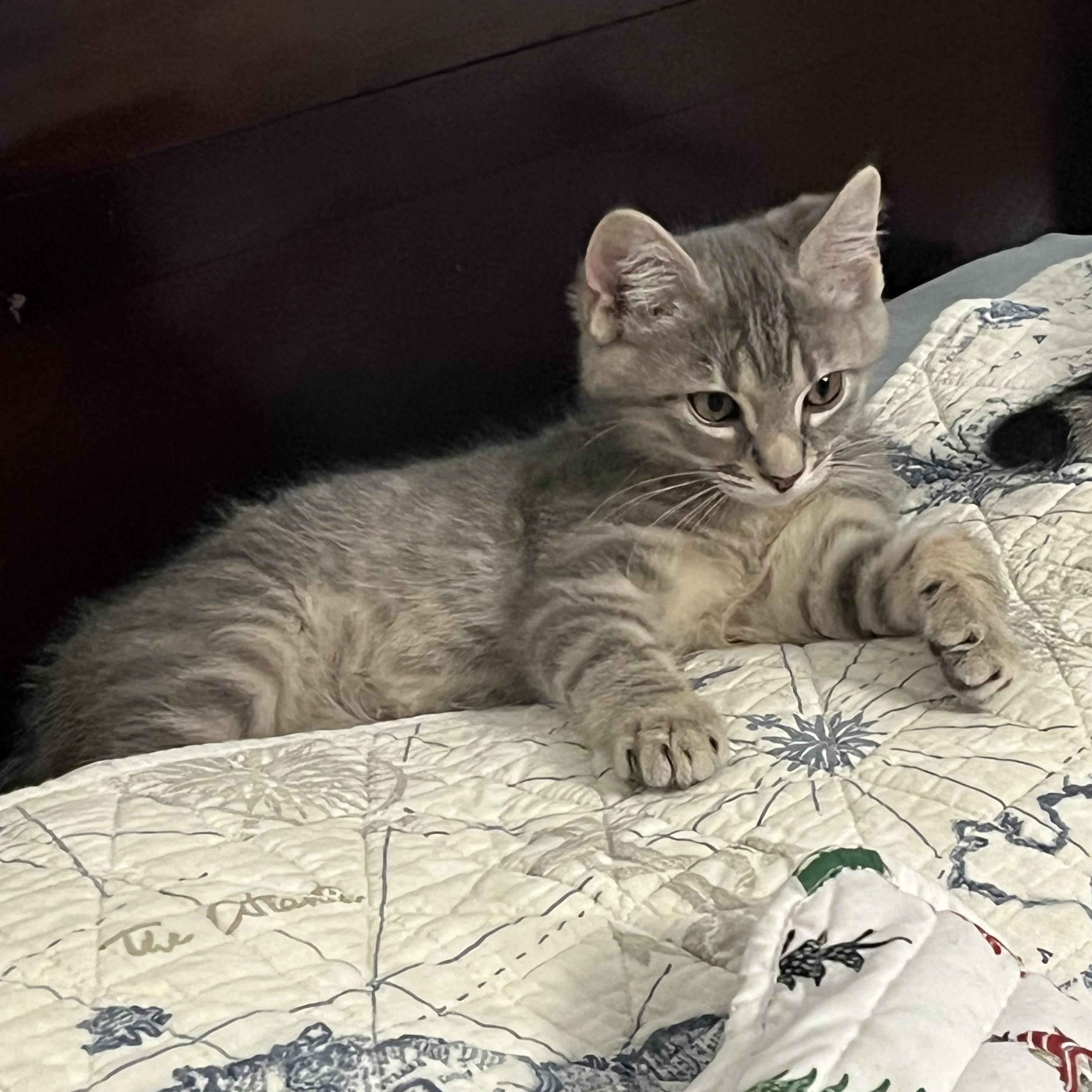 Jaegermeister, a ADOPTABLE mixed breed in Massillon, OH image 2/3