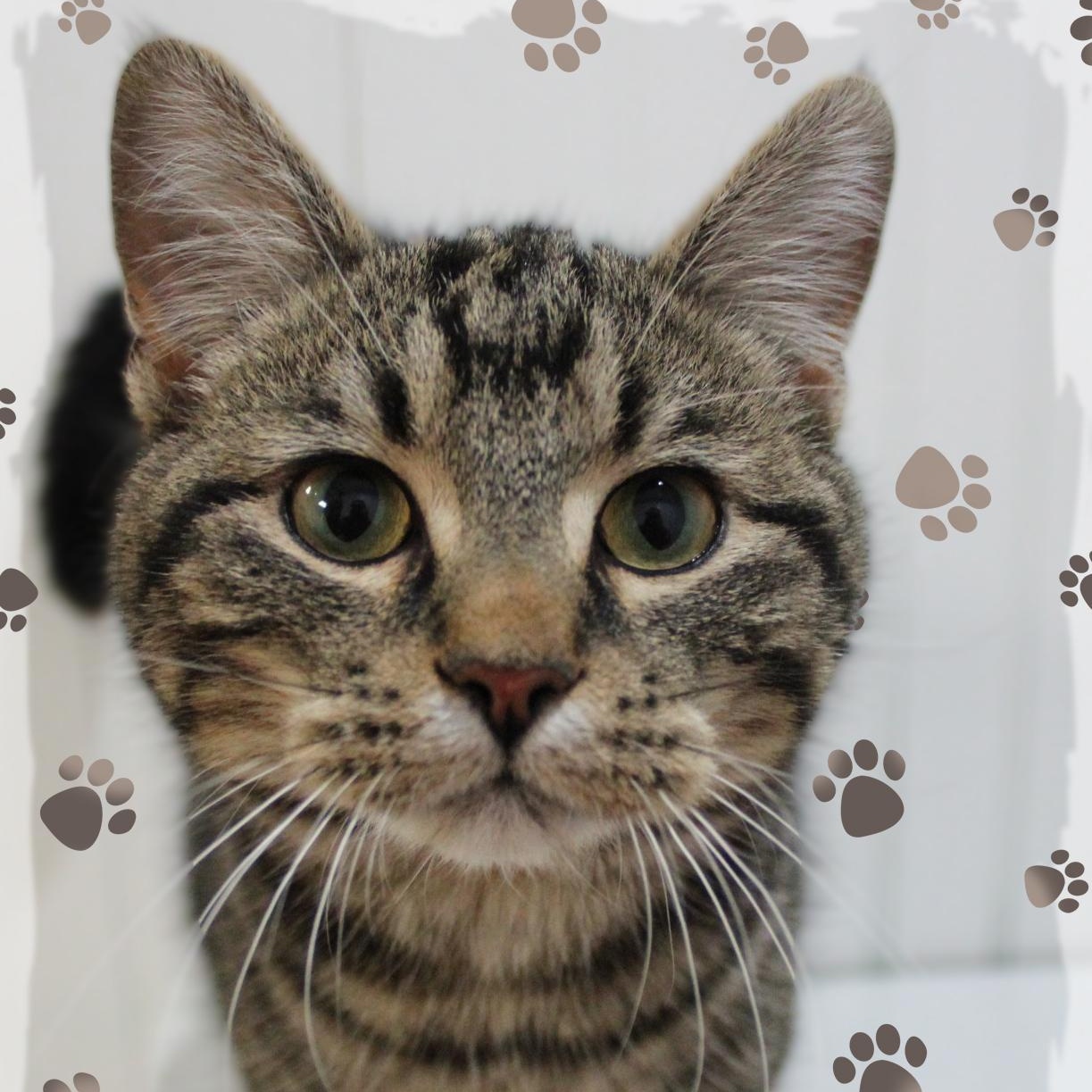 Kevin, ADOPTABLE, Young Male Domestic Short Hair.