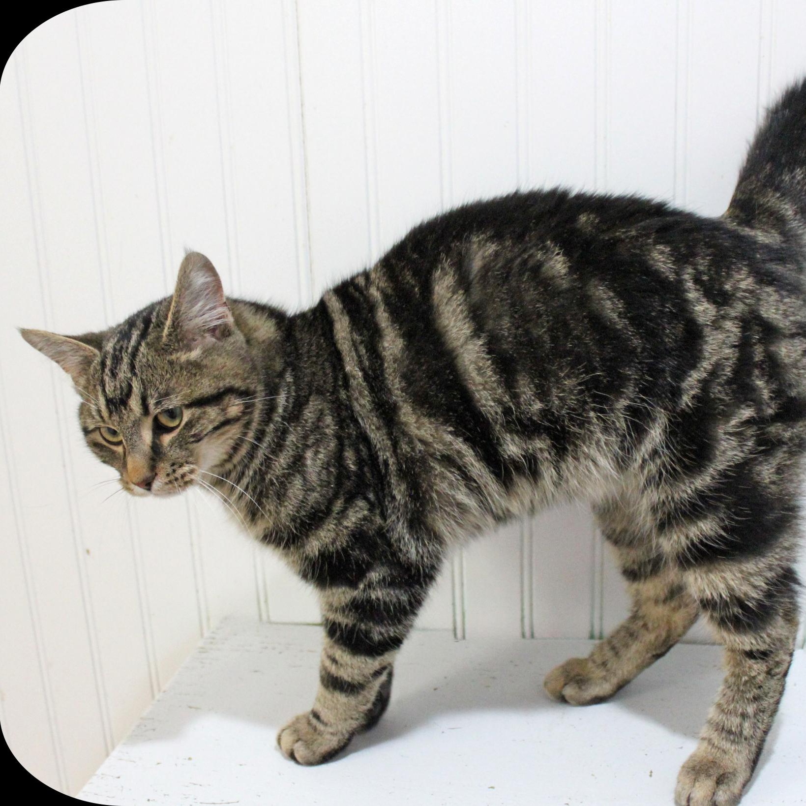 Enlarge Kevin, a ADOPTABLE Domestic Short Hair in Amelia, OH image 2/2