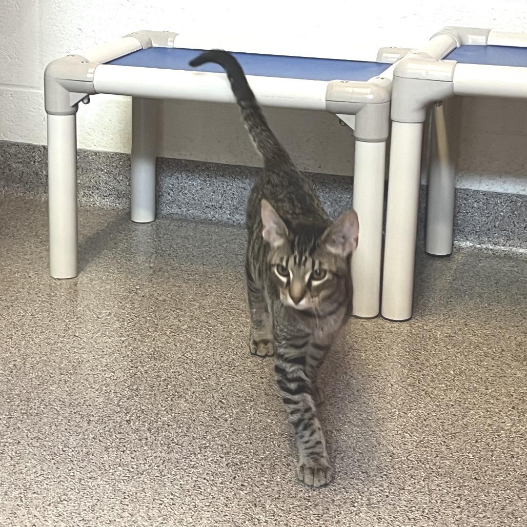 Enlarge Cosmo, a Adoptable Domestic Short Hair in Sarasota, FL image 1/4