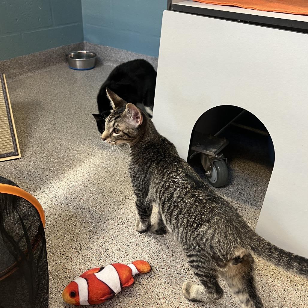 Enlarge Cosmo, a Adoptable Domestic Short Hair in Sarasota, FL image 2/4