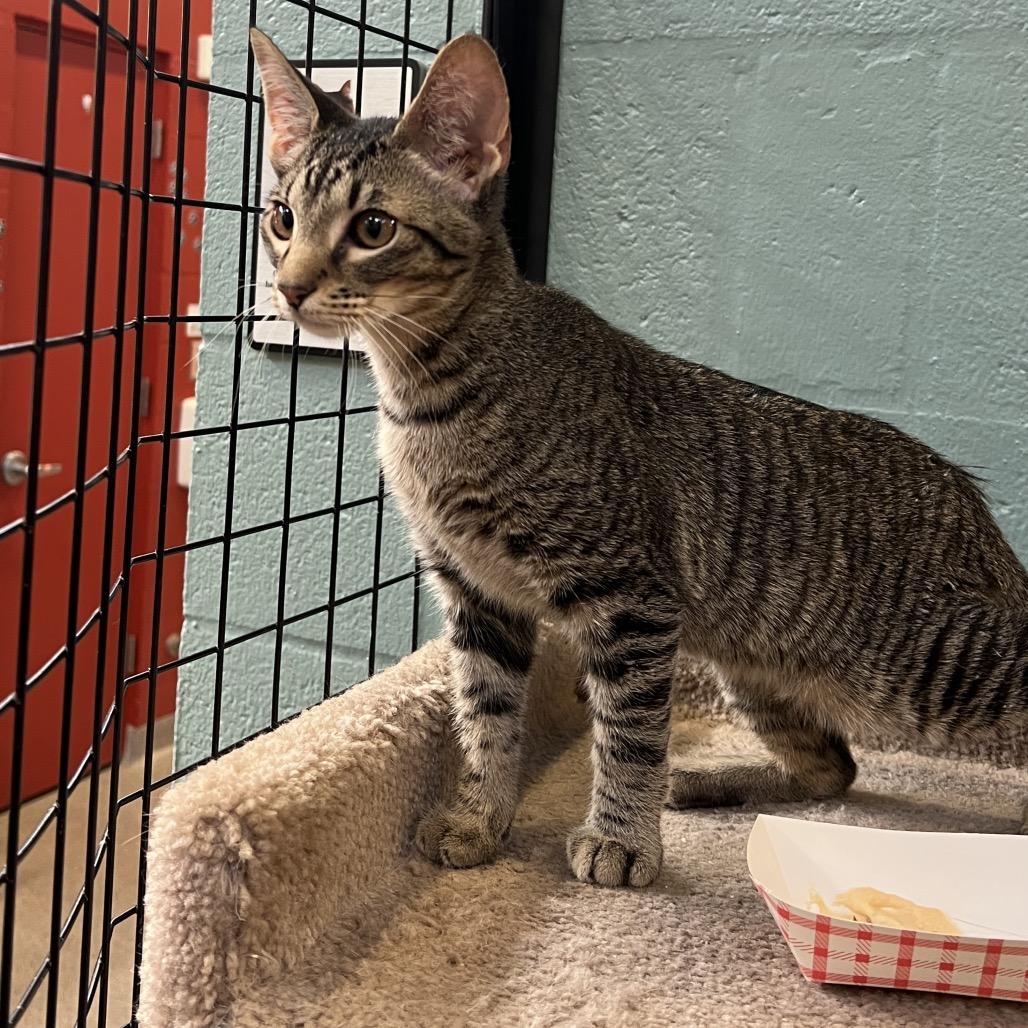 Enlarge Cosmo, a Adoptable Domestic Short Hair in Sarasota, FL image 3/4