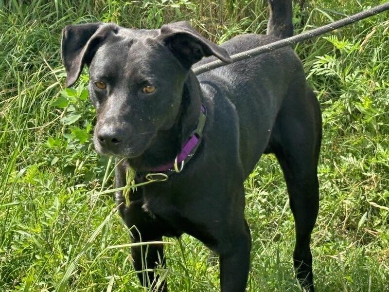 Enlarge Max, a Adoptable Labrador Retriever in Pasadena, CA image 1/6