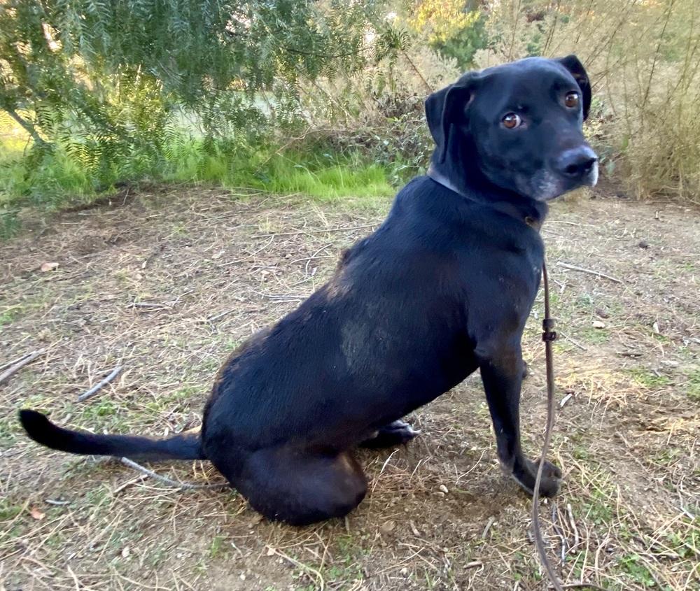 Enlarge Max, a Adoptable Labrador Retriever in Pasadena, CA image 1/6