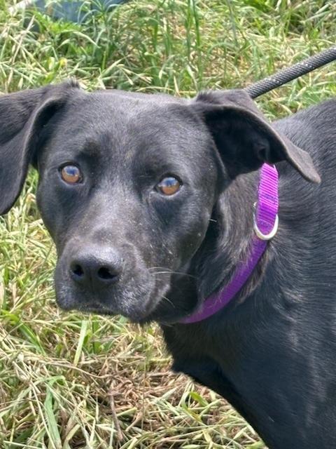 Enlarge Max, a Adoptable Labrador Retriever in Pasadena, CA image 2/6