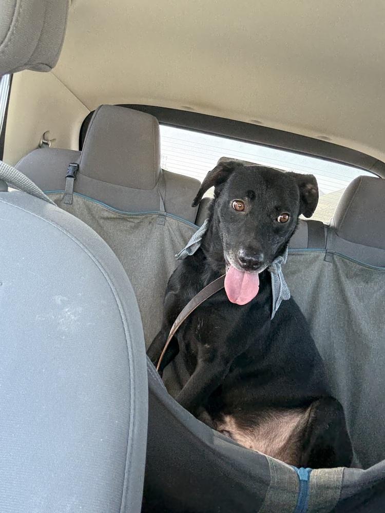 Max, Adoptable, Young Male Labrador Retriever.