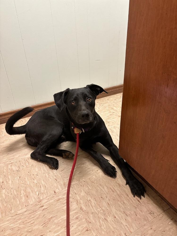 Enlarge Max, a Adoptable Labrador Retriever in Pasadena, CA image 3/6