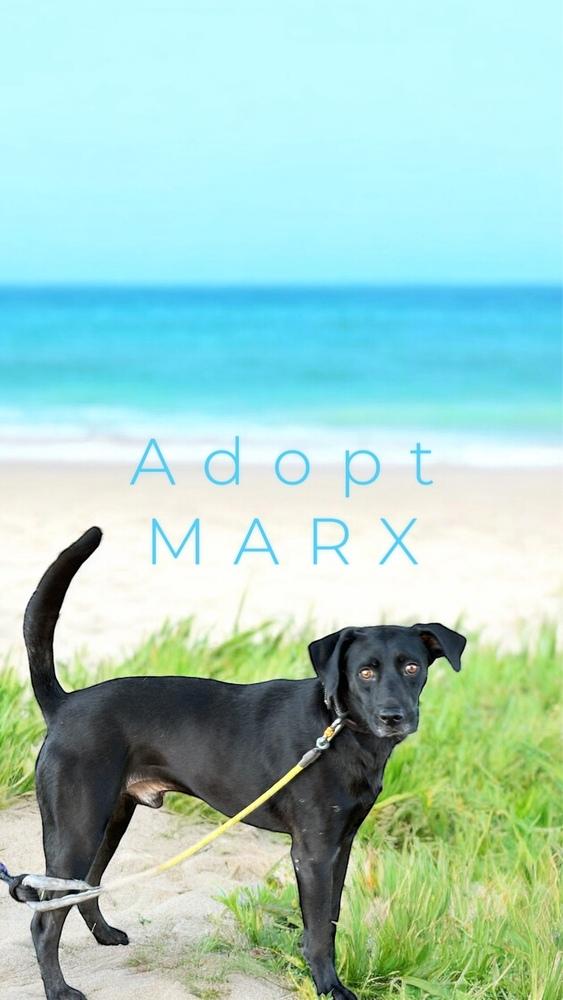 Enlarge Max, a Adoptable Labrador Retriever in Pasadena, CA image 4/6