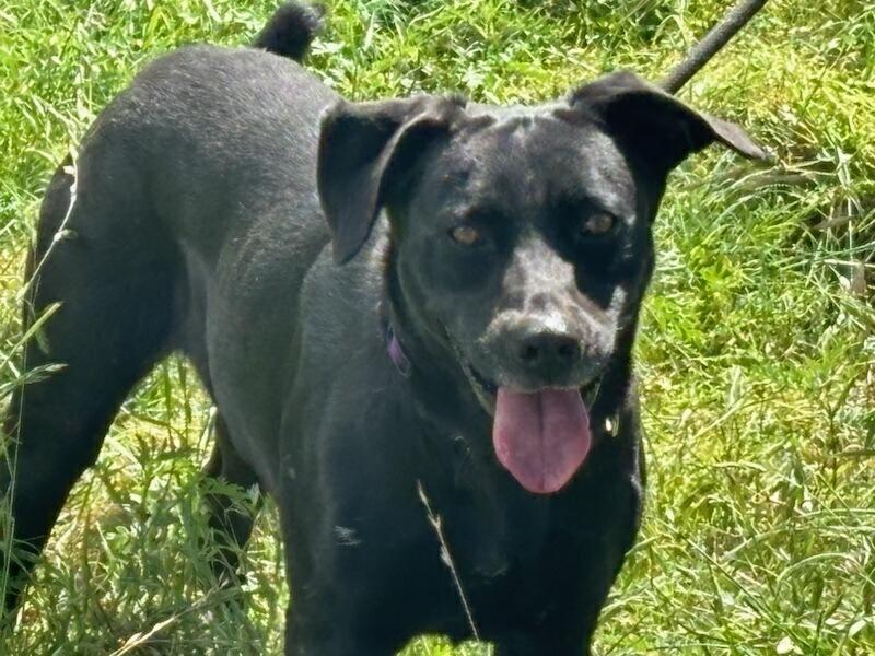 Enlarge Max, a Adoptable Labrador Retriever in Pasadena, CA image 5/6