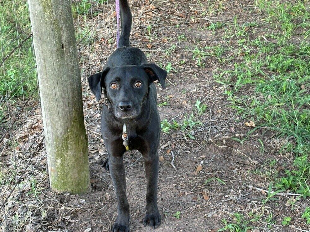 Enlarge Max, a Adoptable Labrador Retriever in Pasadena, CA image 6/6