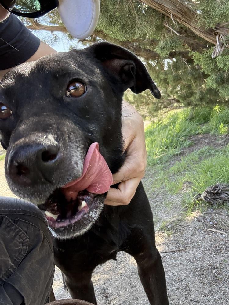 Enlarge Max, a Adoptable mixed breed in Pasadena, CA image 4/5