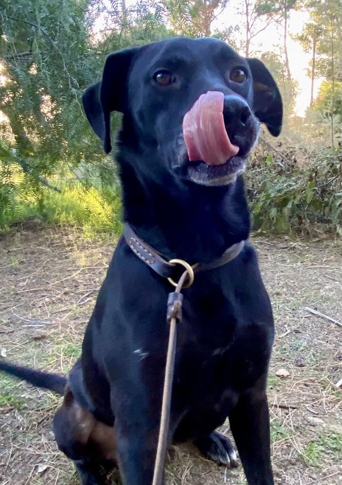 Enlarge Max, a Adoptable Labrador Retriever in Pasadena, CA image 6/6