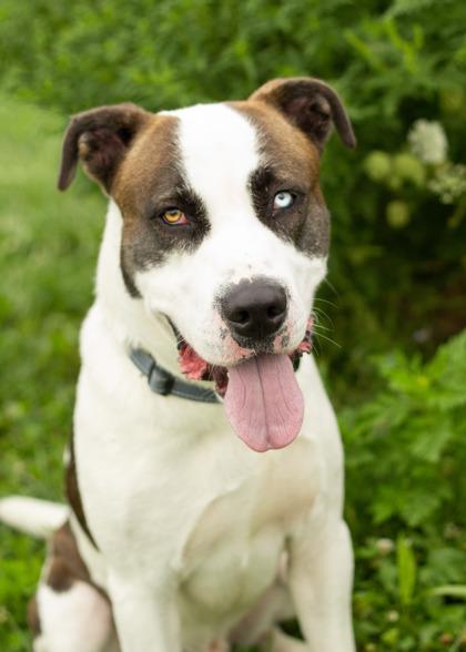 Gucci, ADOPTABLE, Young Male Mixed Breed.
