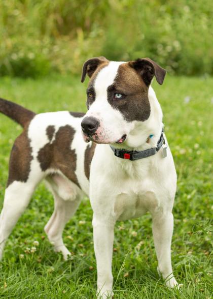 Enlarge Gucci, a ADOPTABLE Mixed Breed in Hamilton, OH image 3/3