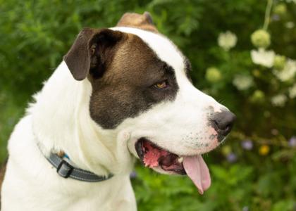 Enlarge Gucci, a ADOPTABLE Mixed Breed in Hamilton, OH image 2/3