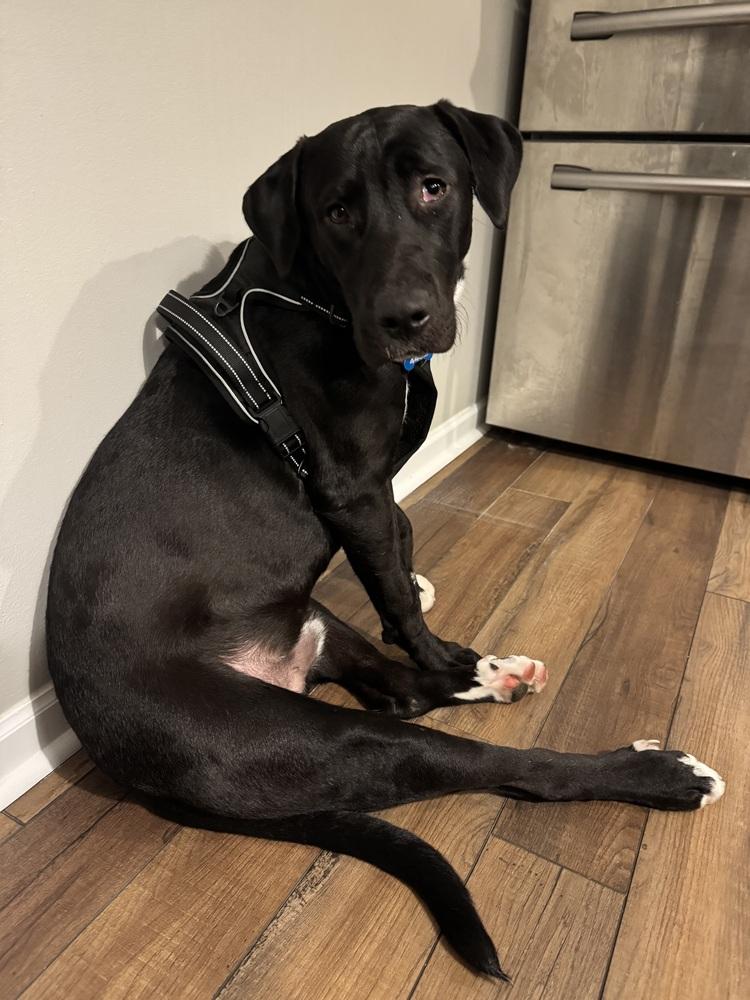 Brody (B & B), Adoptable, Young Male Great Dane.