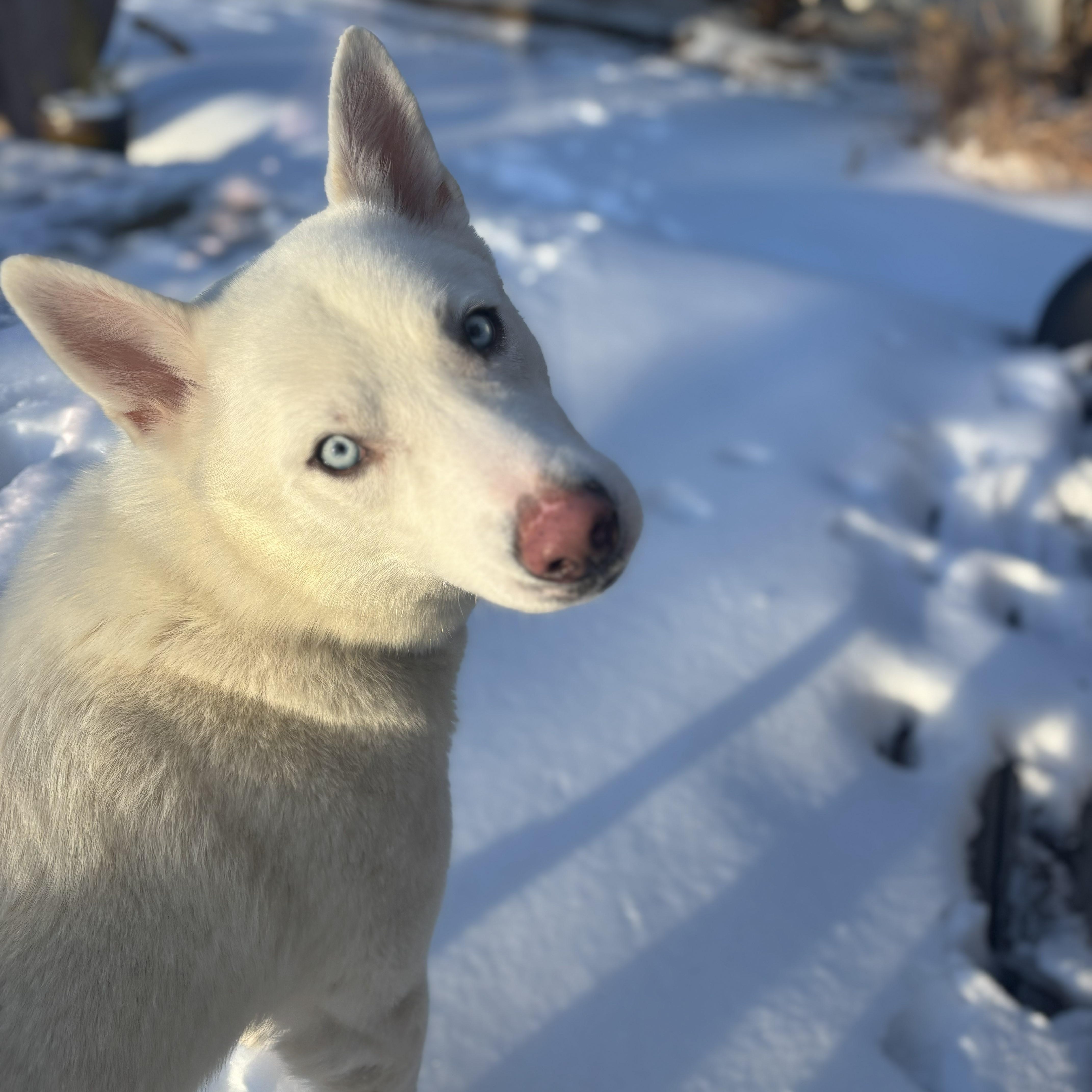 Enlarge Ollie, a Adopted mixed breed in Chester, NH image 2/5