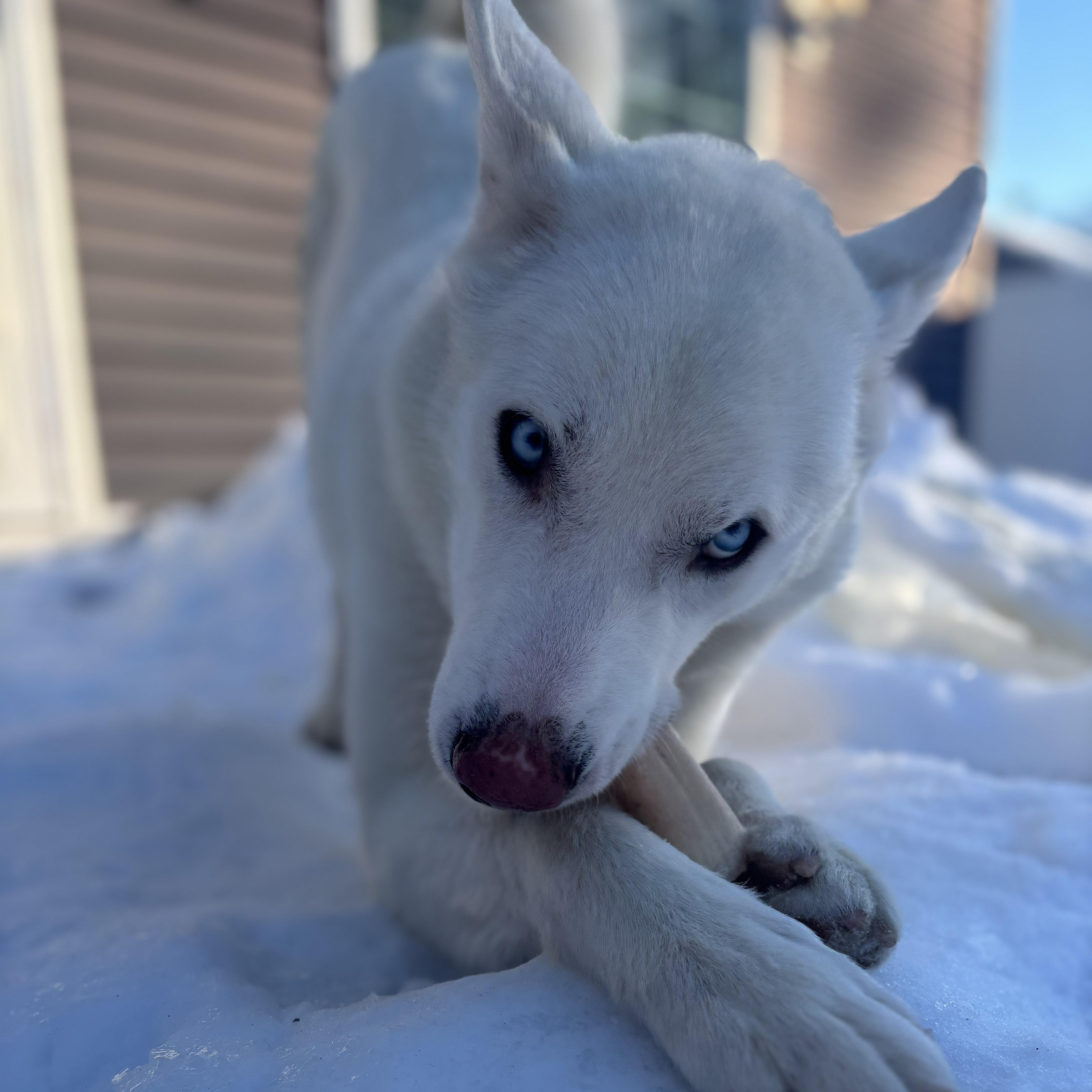 Enlarge Ollie, a Adopted mixed breed in Chester, NH image 5/5