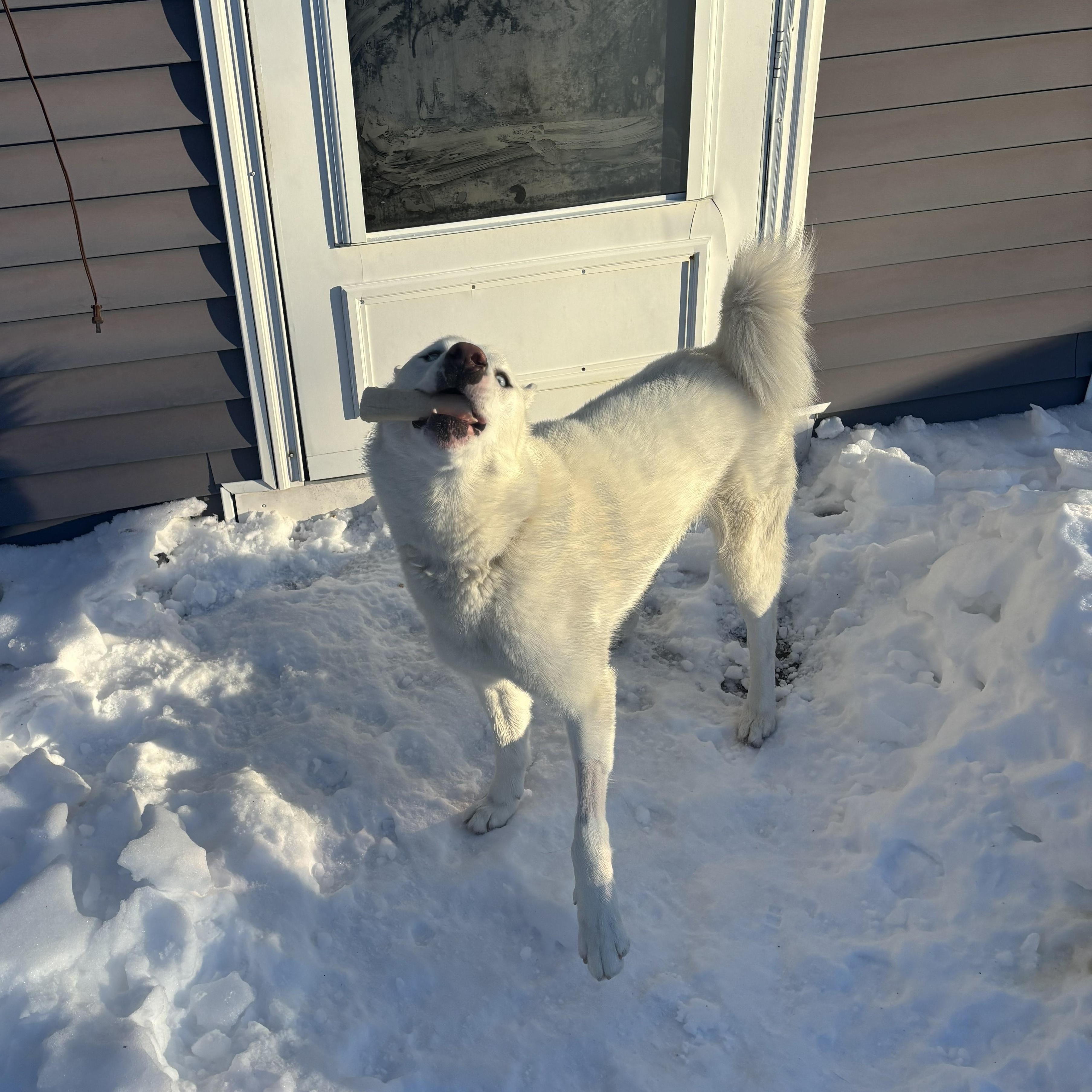 Enlarge Ollie, a Adopted mixed breed in Chester, NH image 4/5