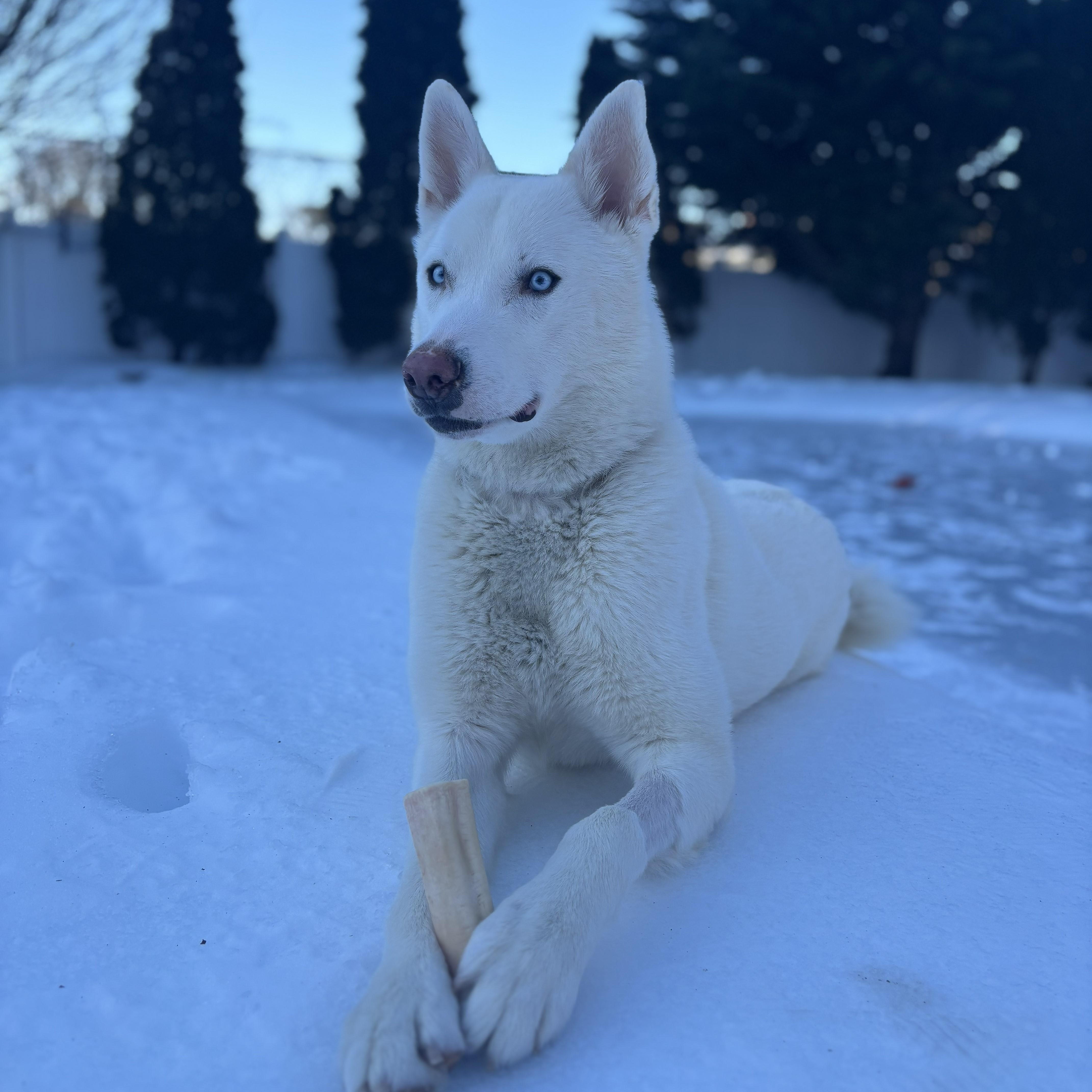 Enlarge Ollie, a Adopted mixed breed in Chester, NH image 3/5