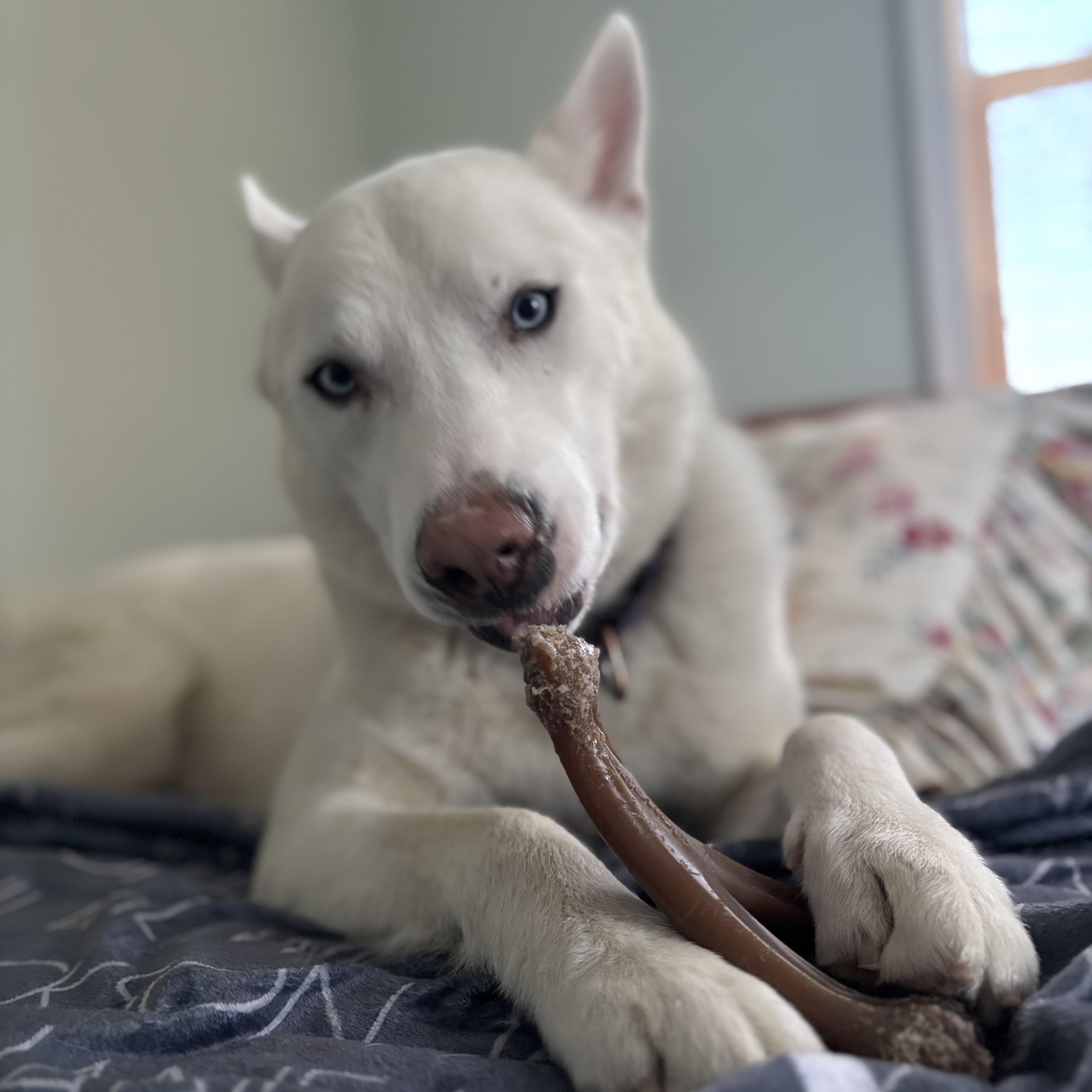 Ollie, Adopted, Young Male Siberian Husky & Shepherd.