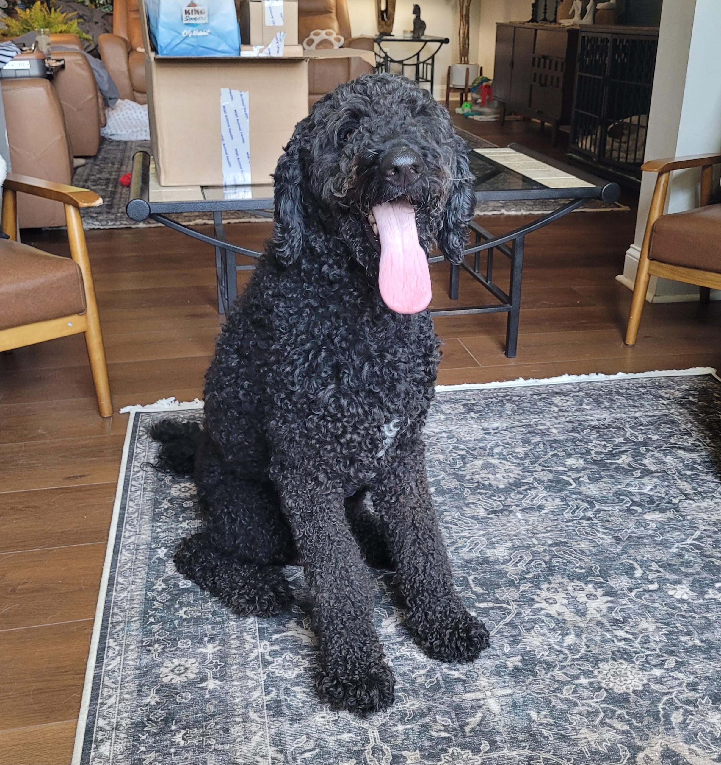 Enlarge Bear, an adopted Labradoodle in Catlettsburg, KY image 3/3