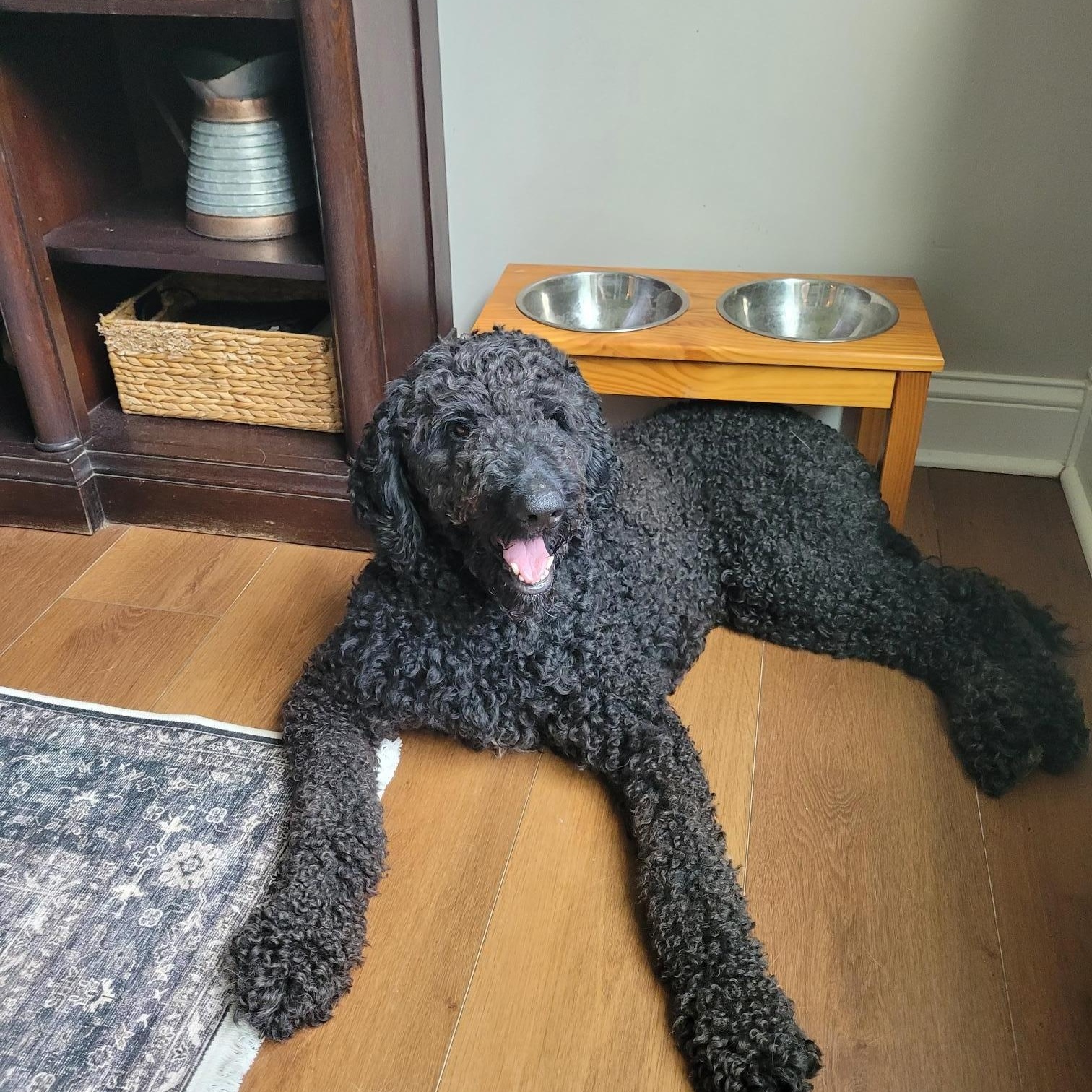 Enlarge Bear, an adopted Labradoodle in Catlettsburg, KY image 1/3