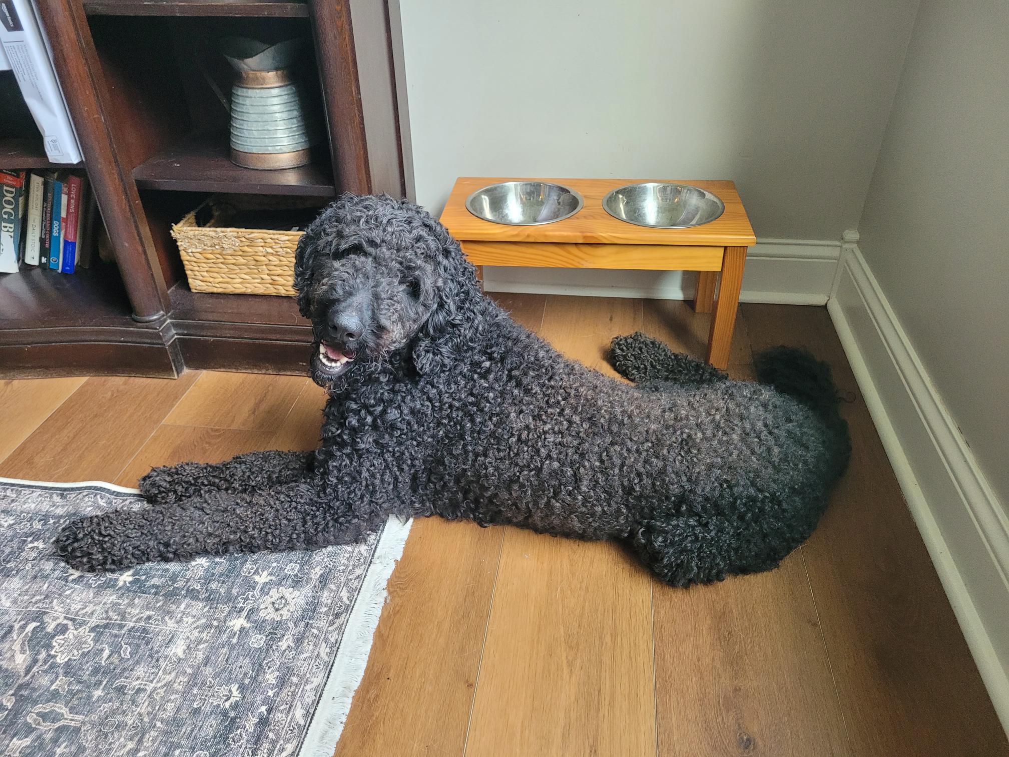 Enlarge Bear, an adopted Labradoodle in Catlettsburg, KY image 2/3