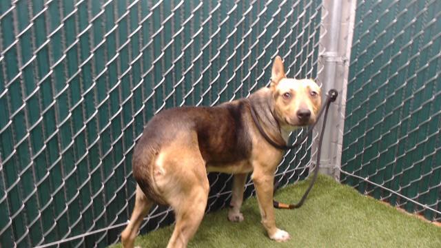 CYRIL, Adoptable, Young Male German Shepherd Dog.