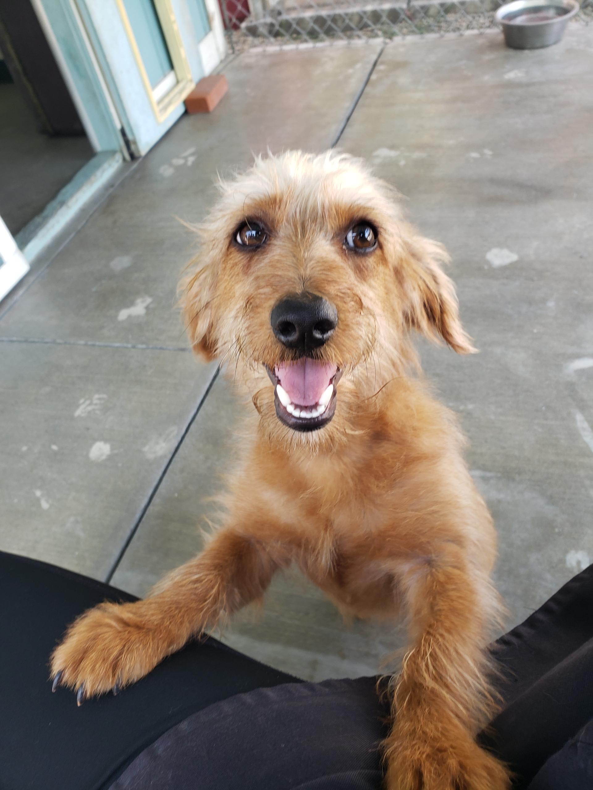 Enlarge Howie, a Adoptable mixed breed in Gardena, CA image 2/4