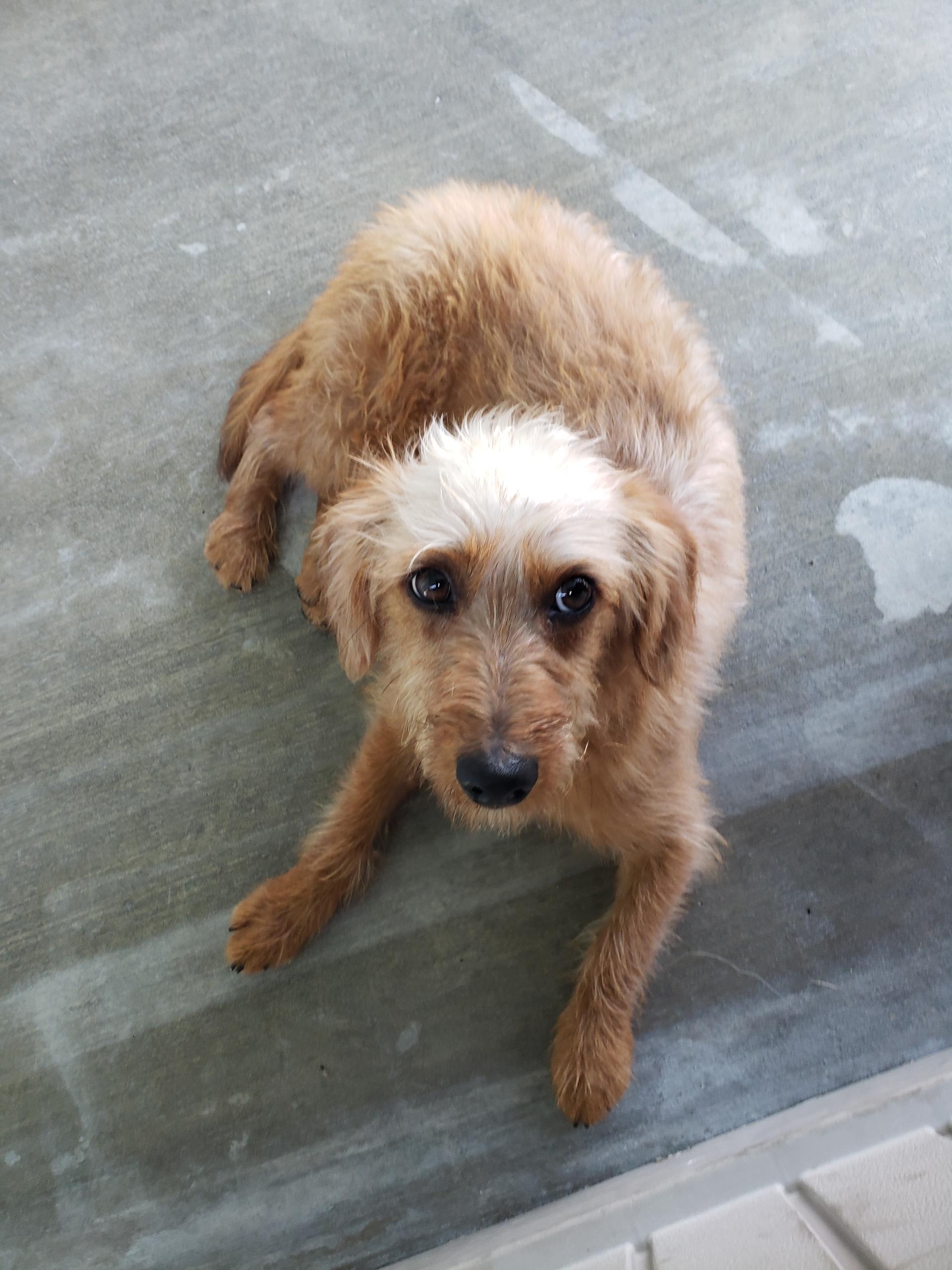 Enlarge Howie, a Adoptable mixed breed in Gardena, CA image 3/4