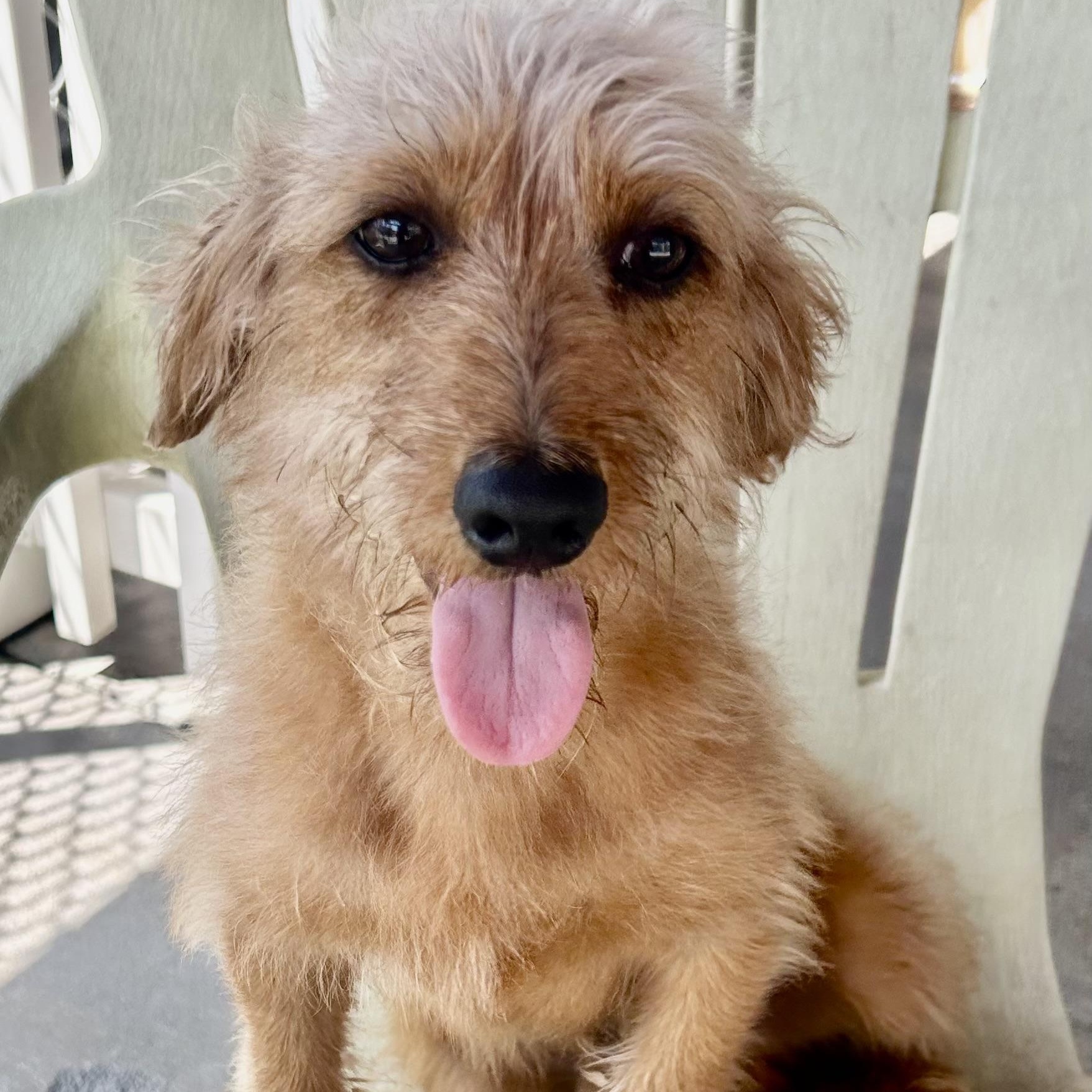 Howie, Adoptable, Young Male Wirehaired Terrier & Dachshund.